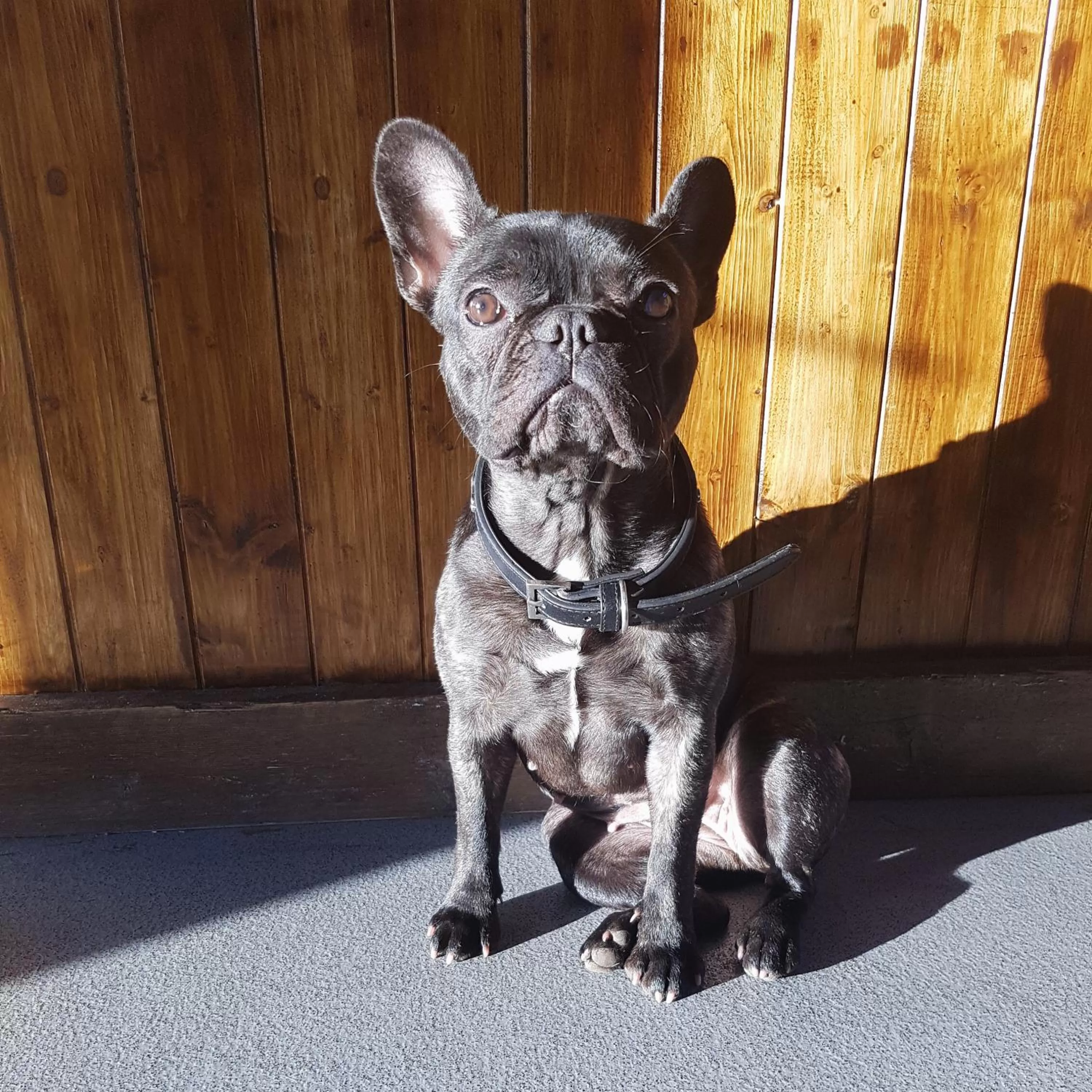 Pets in South Causey Inn