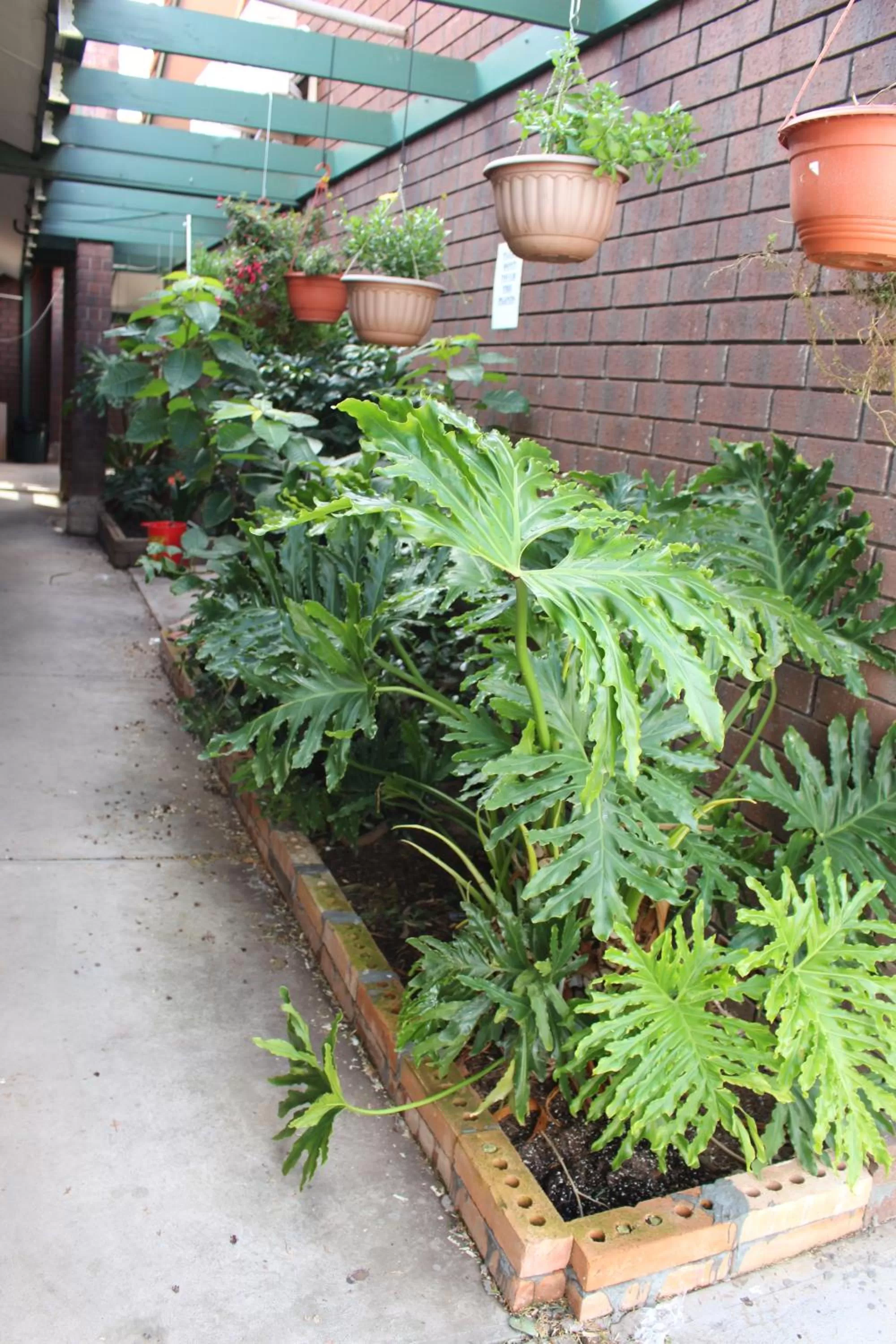 Garden in Pavlos Motel