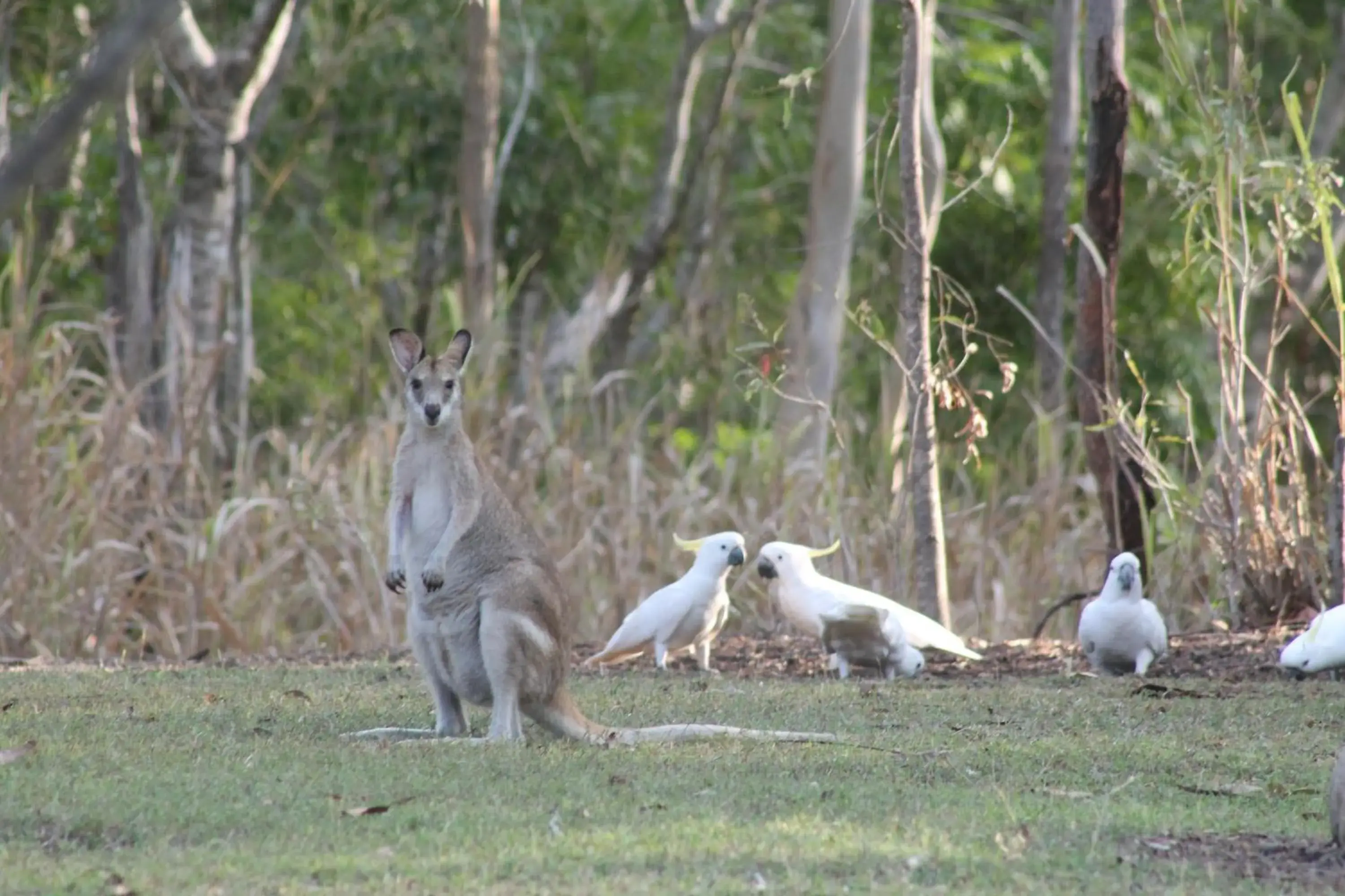 Animals, Other Animals in Airlie Beach Eco Cabins - Adults Only