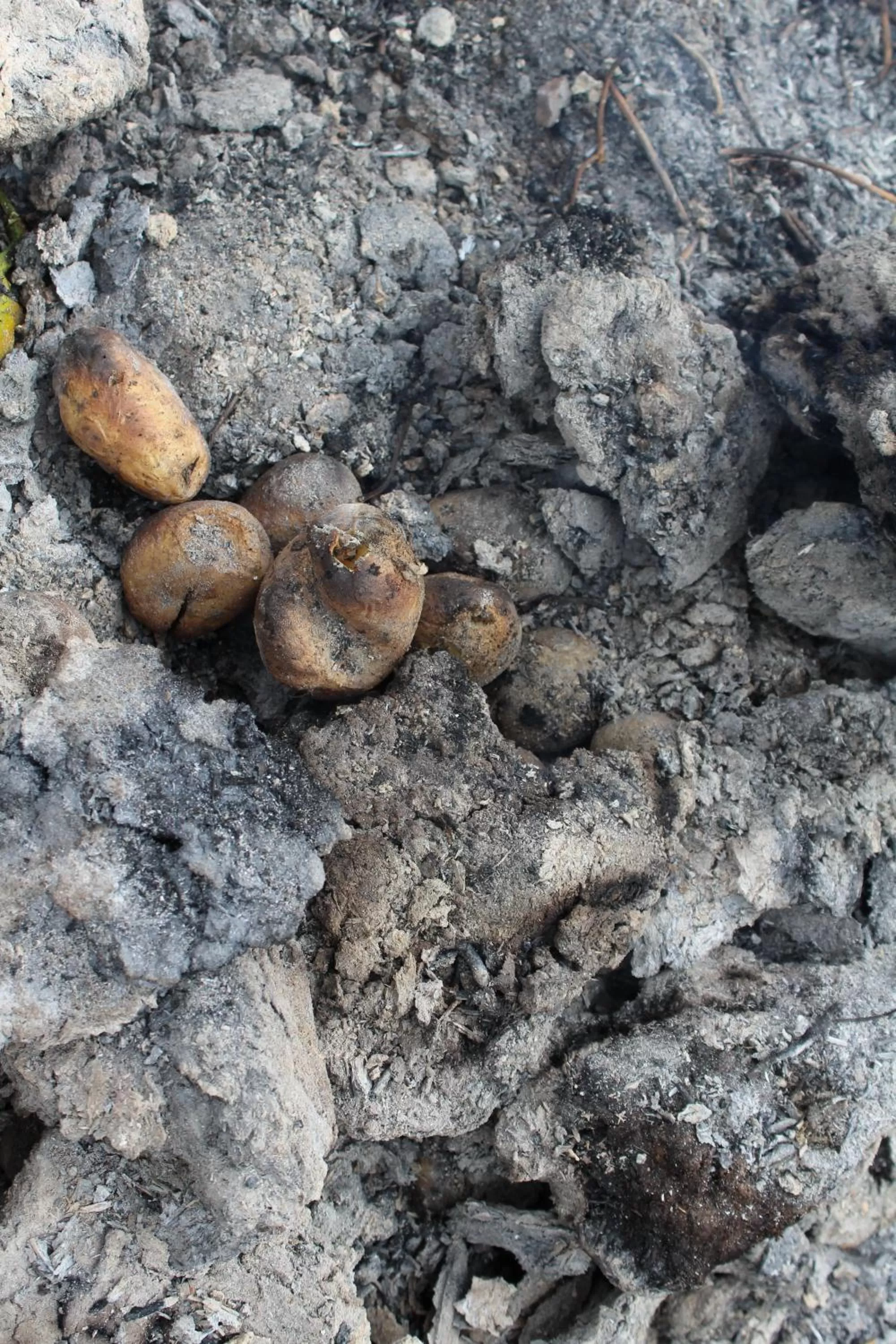 Other Animals in Ruzanna's Bed & Breakfast