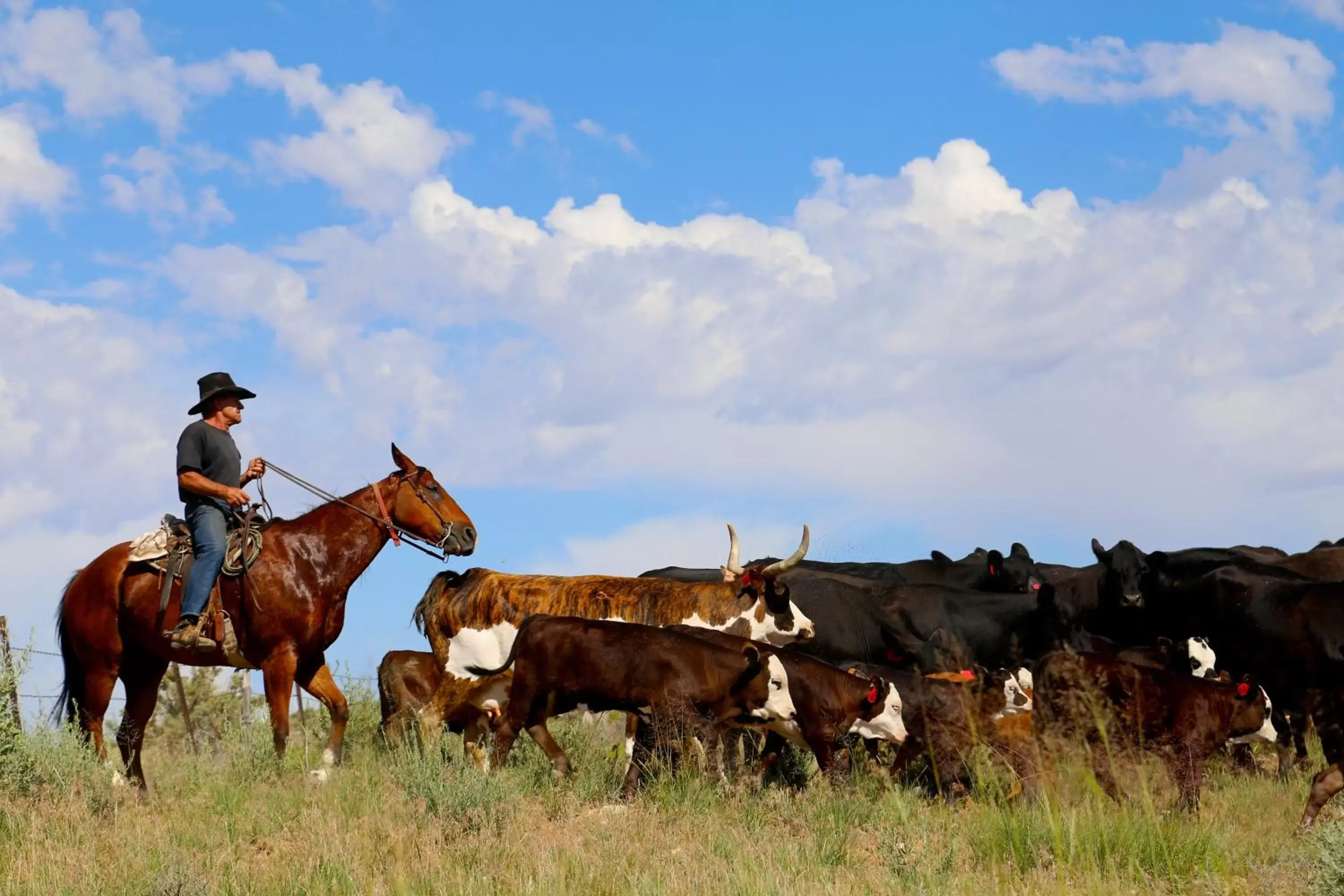 Horse-riding, Horseback Riding in Canyon Of The Ancients Guest Ranch