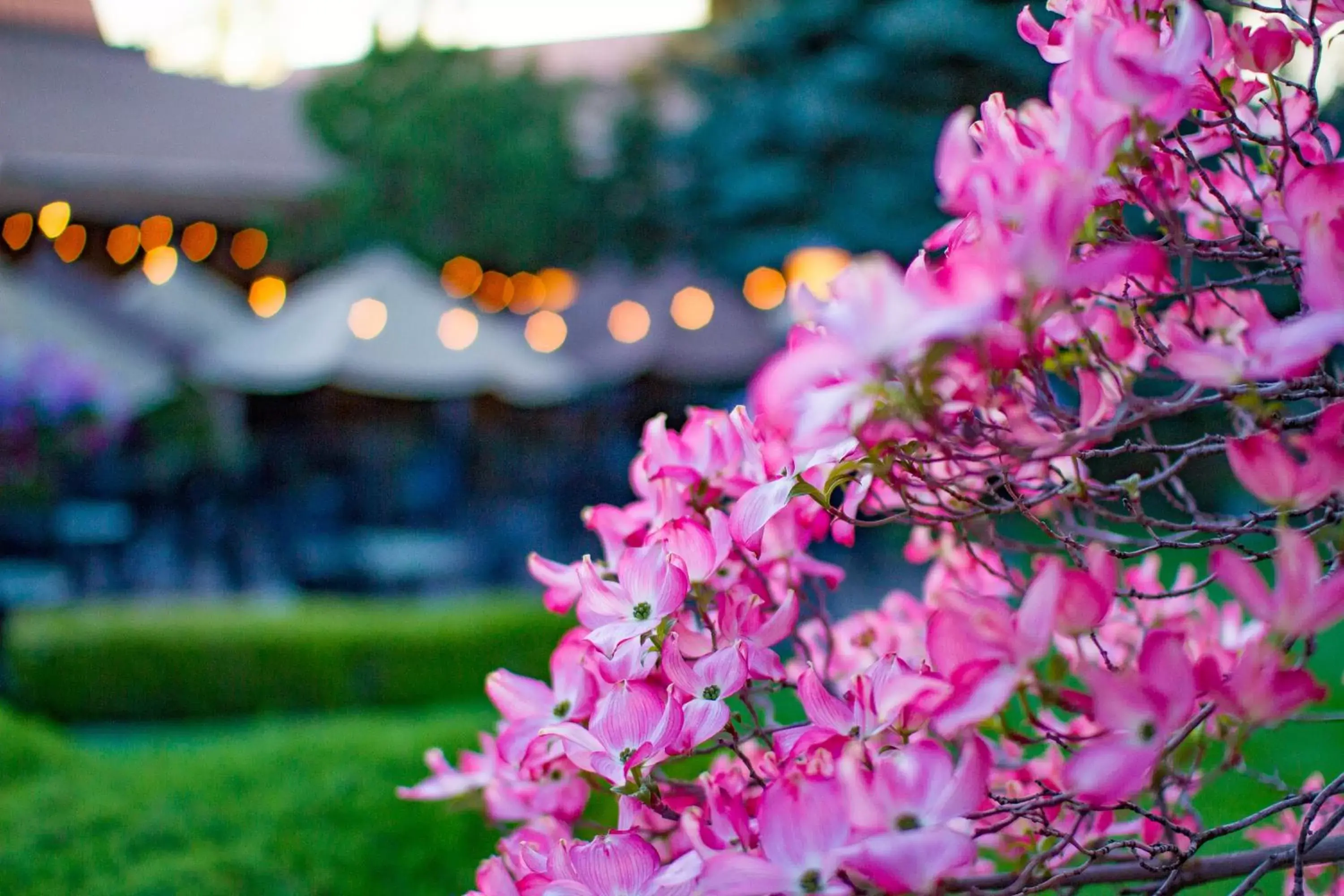 Garden in Mirabeau Park Hotel