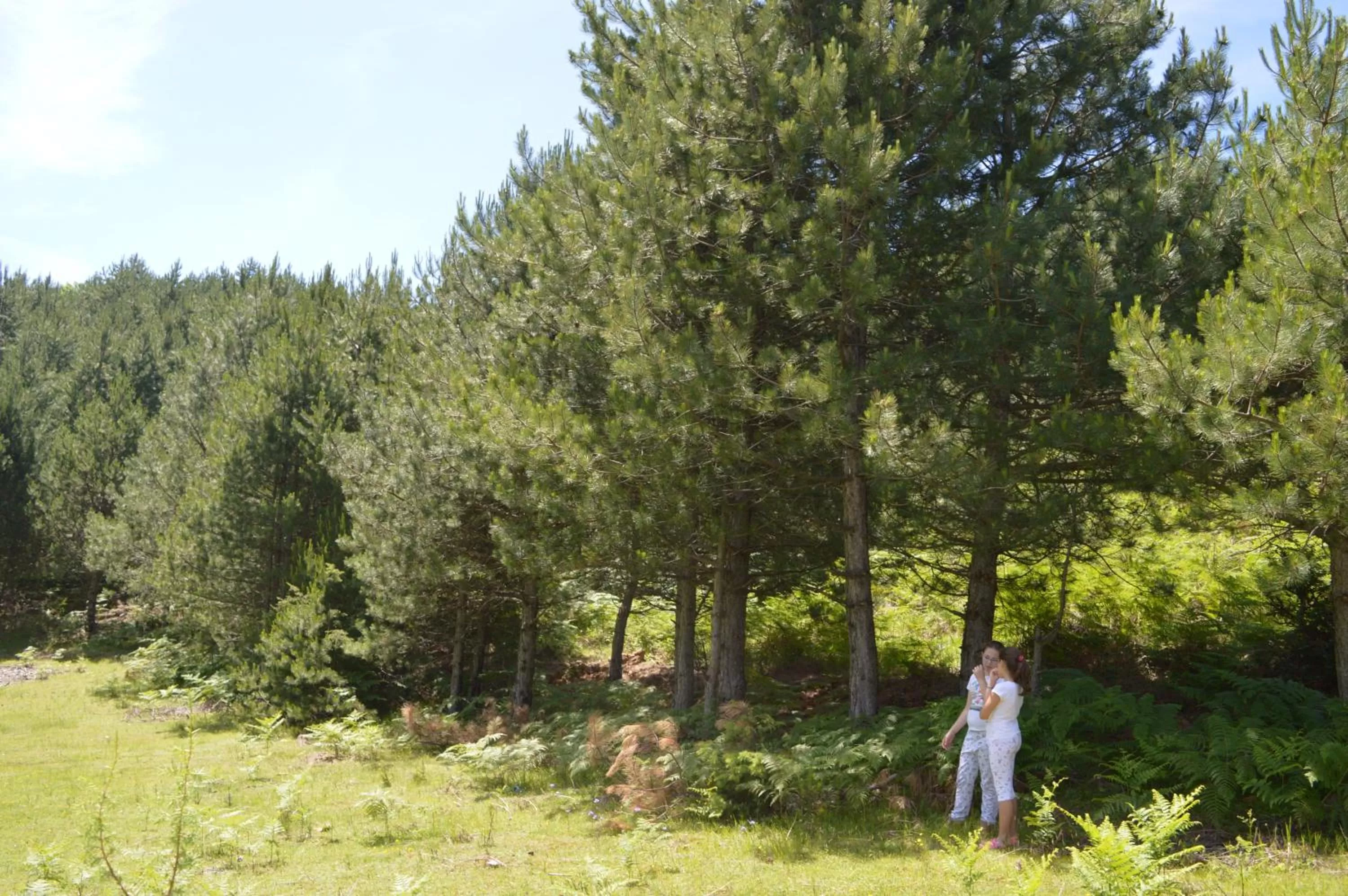 Off site in Sofra E Shpatit