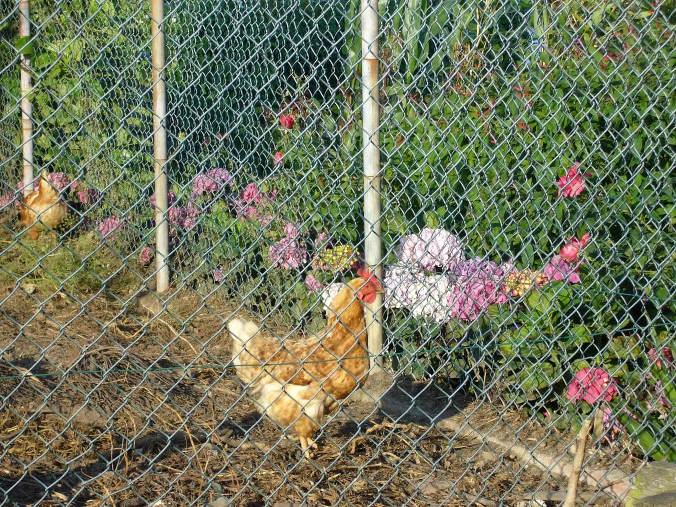 Pets, Other Animals in Casa 3 Águias