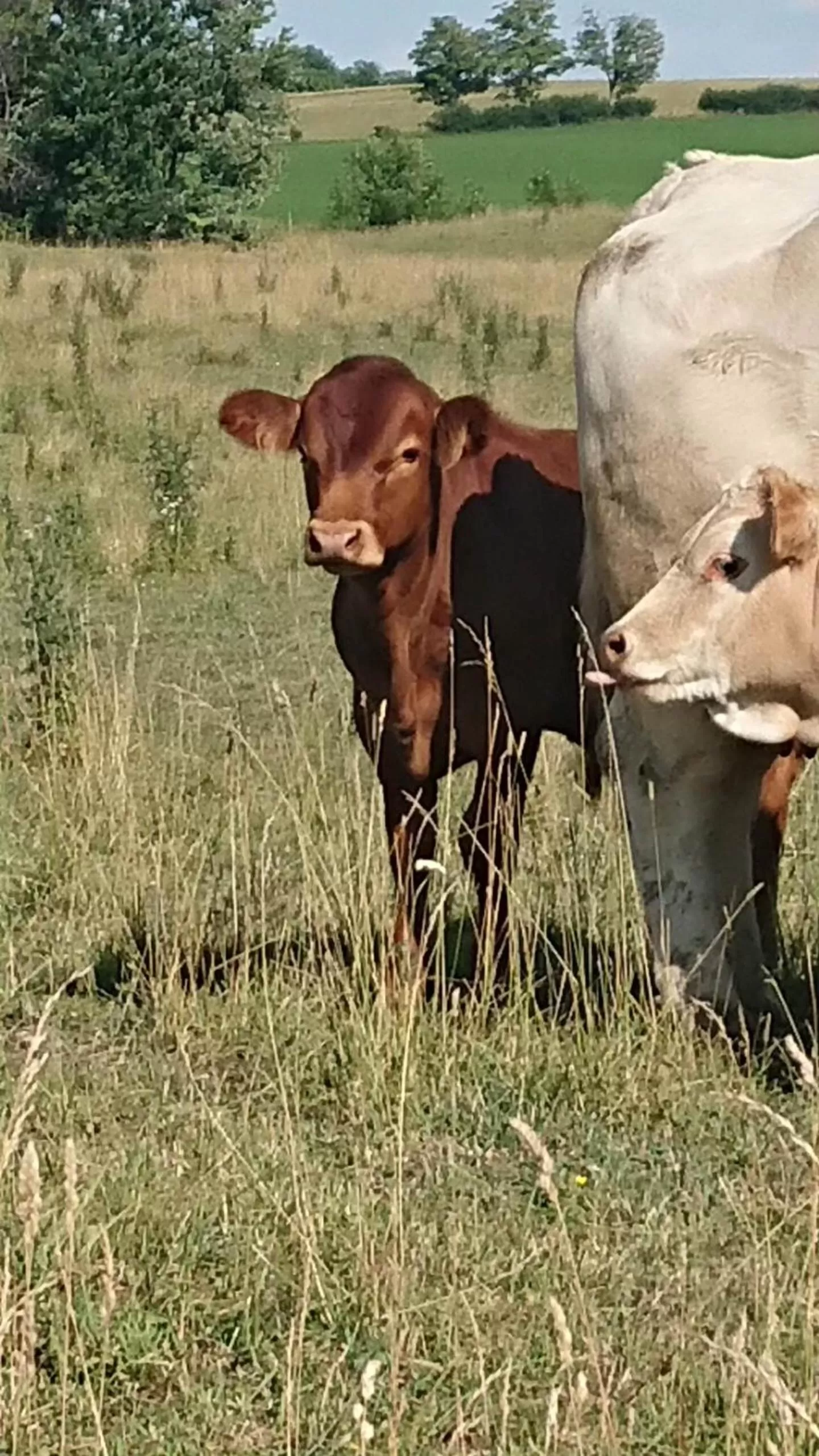 Neighbourhood, Other Animals in Colborne Bed and Breakfast