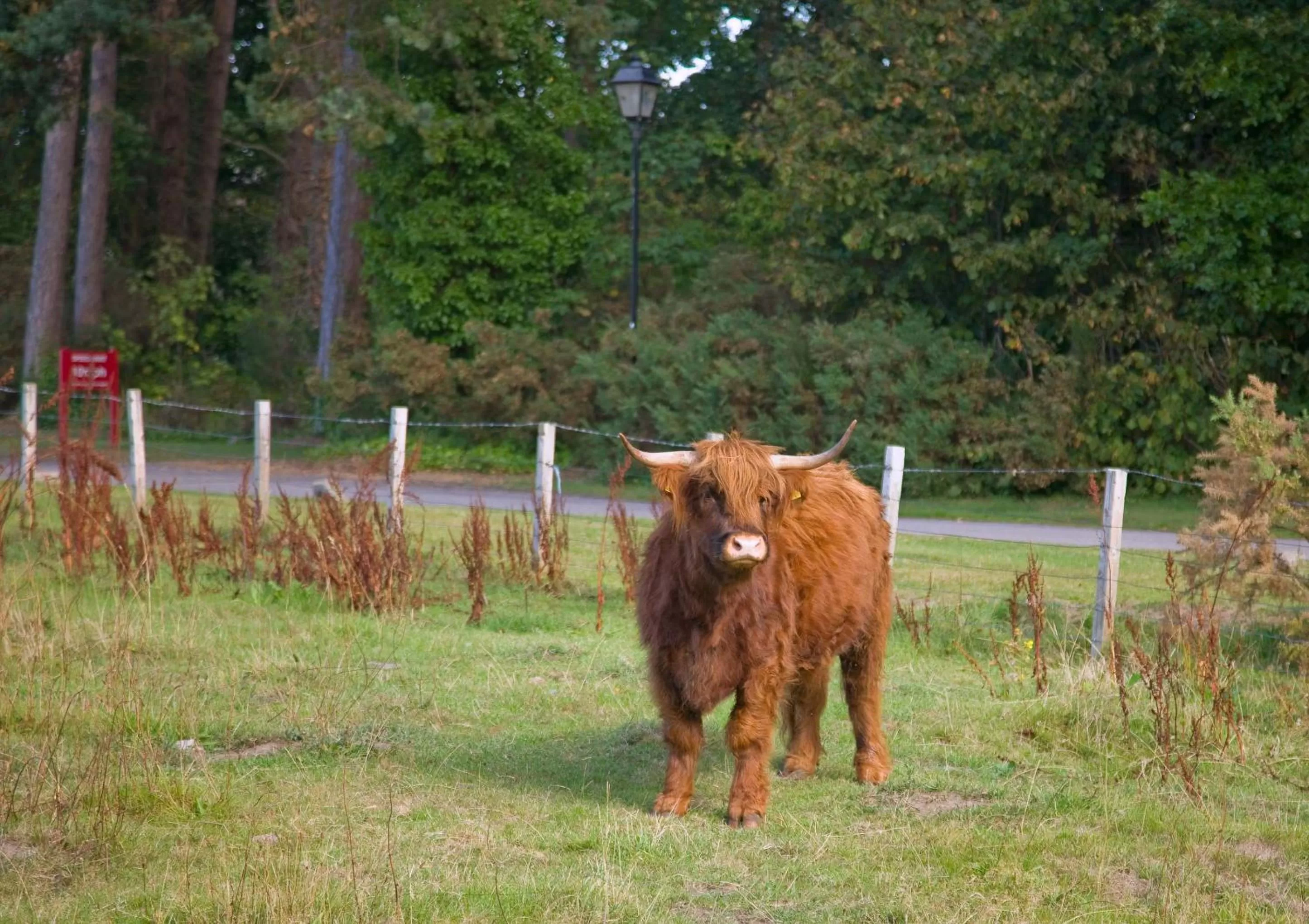 Animals in Muthu Newton Hotel (Near Inverness Airport)