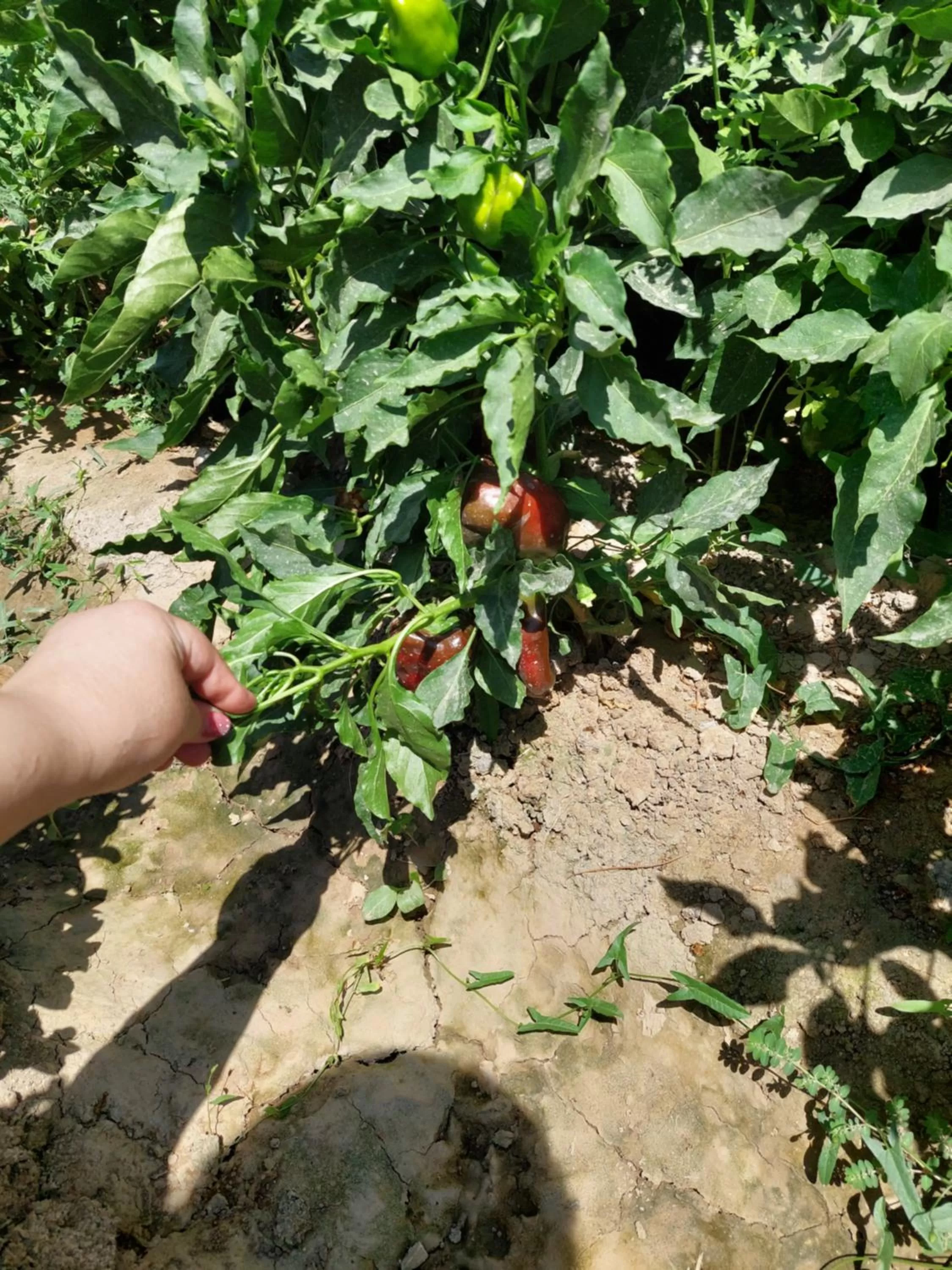 Garden in Samarabonu Hotel