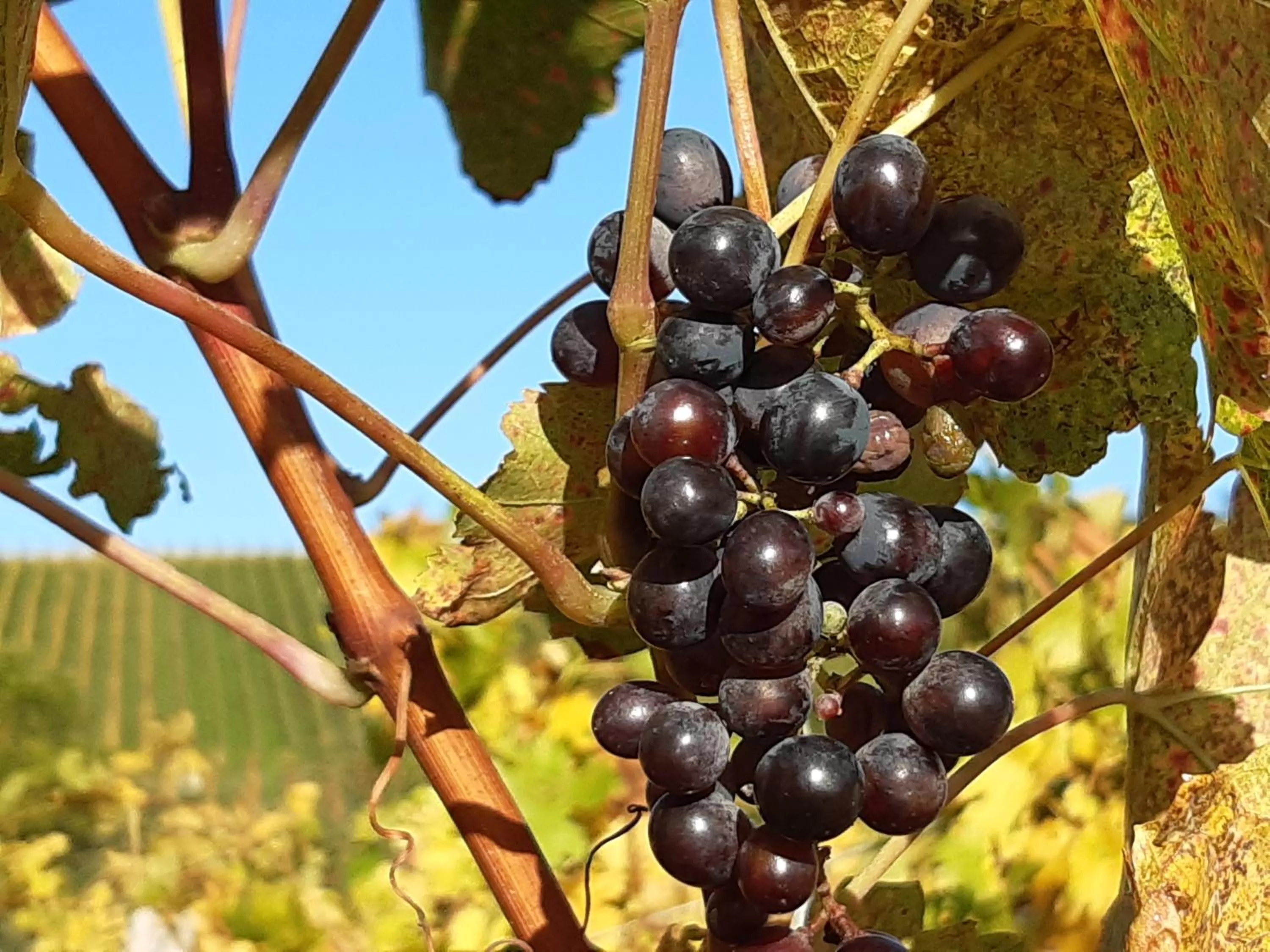 Natural landscape in Remstal Hotel