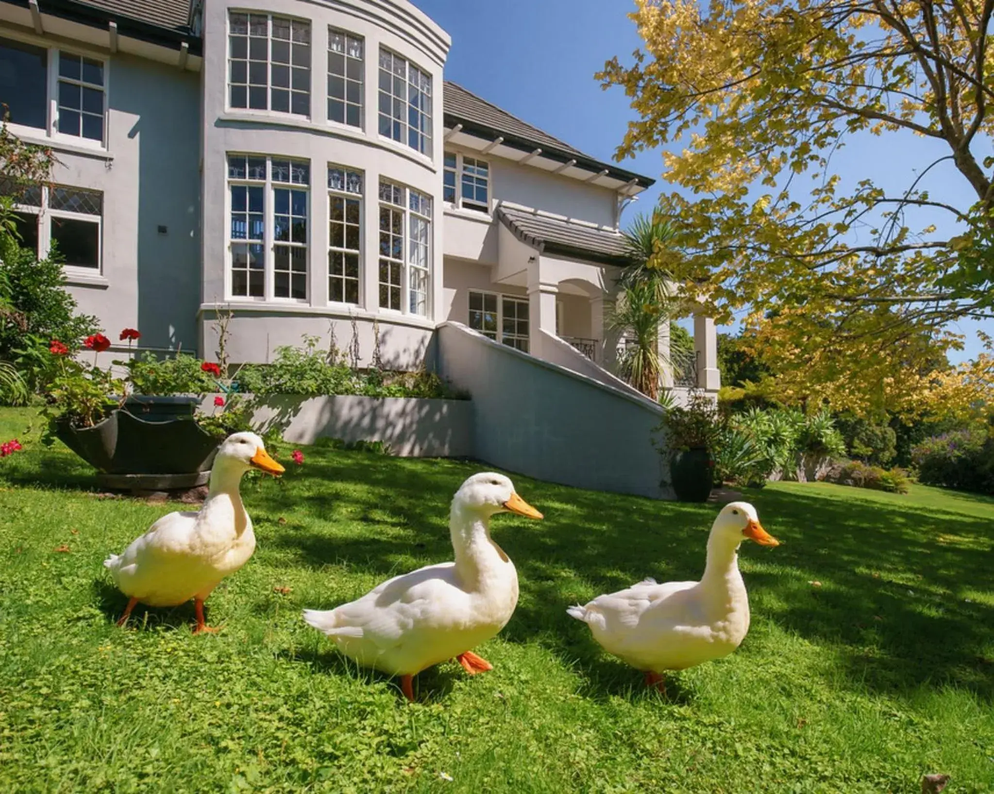 Animals in Greenmantle Estate Hotel