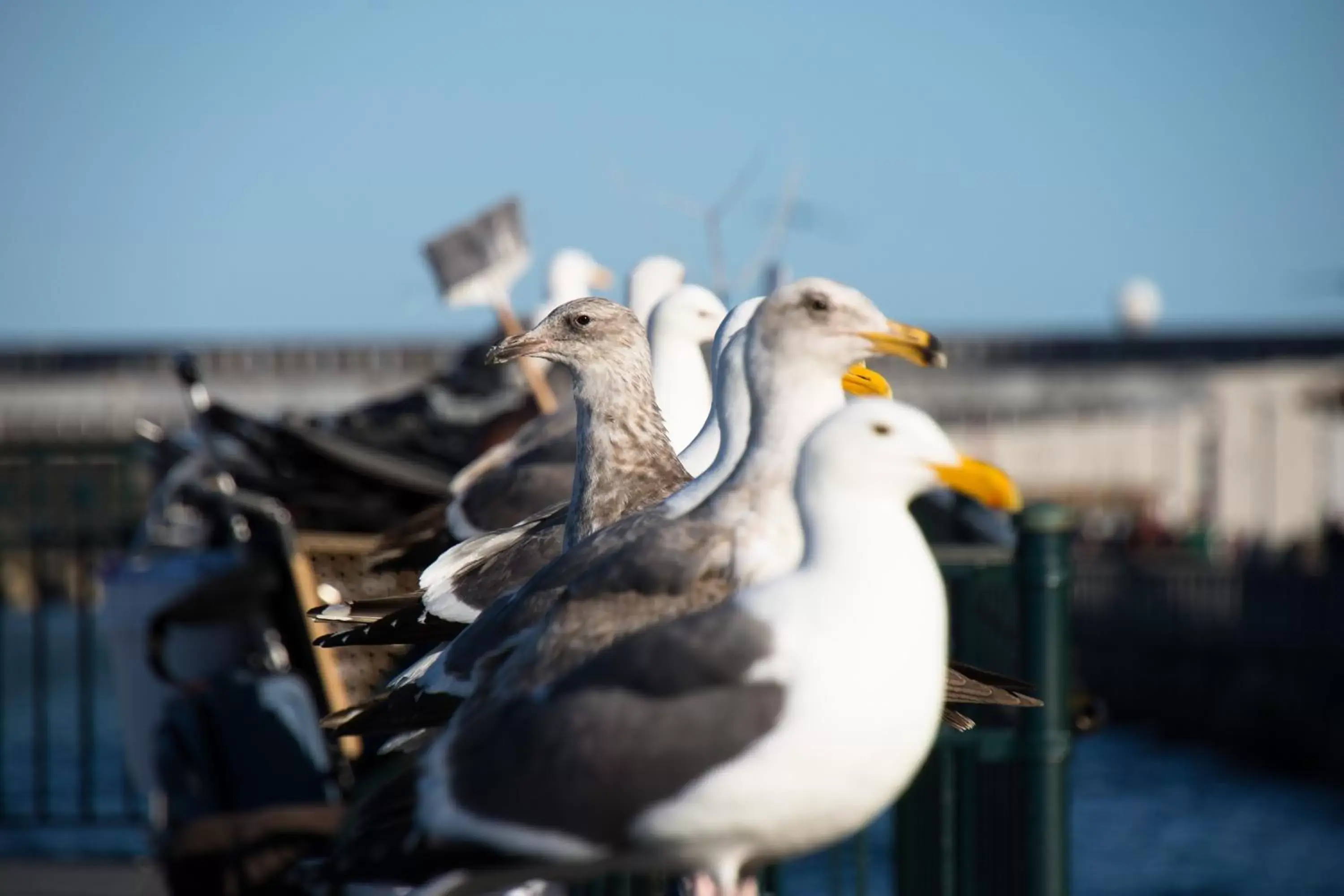 Other Animals in The Greenwich Rooms - Burger & Bird Bar & Restaurant