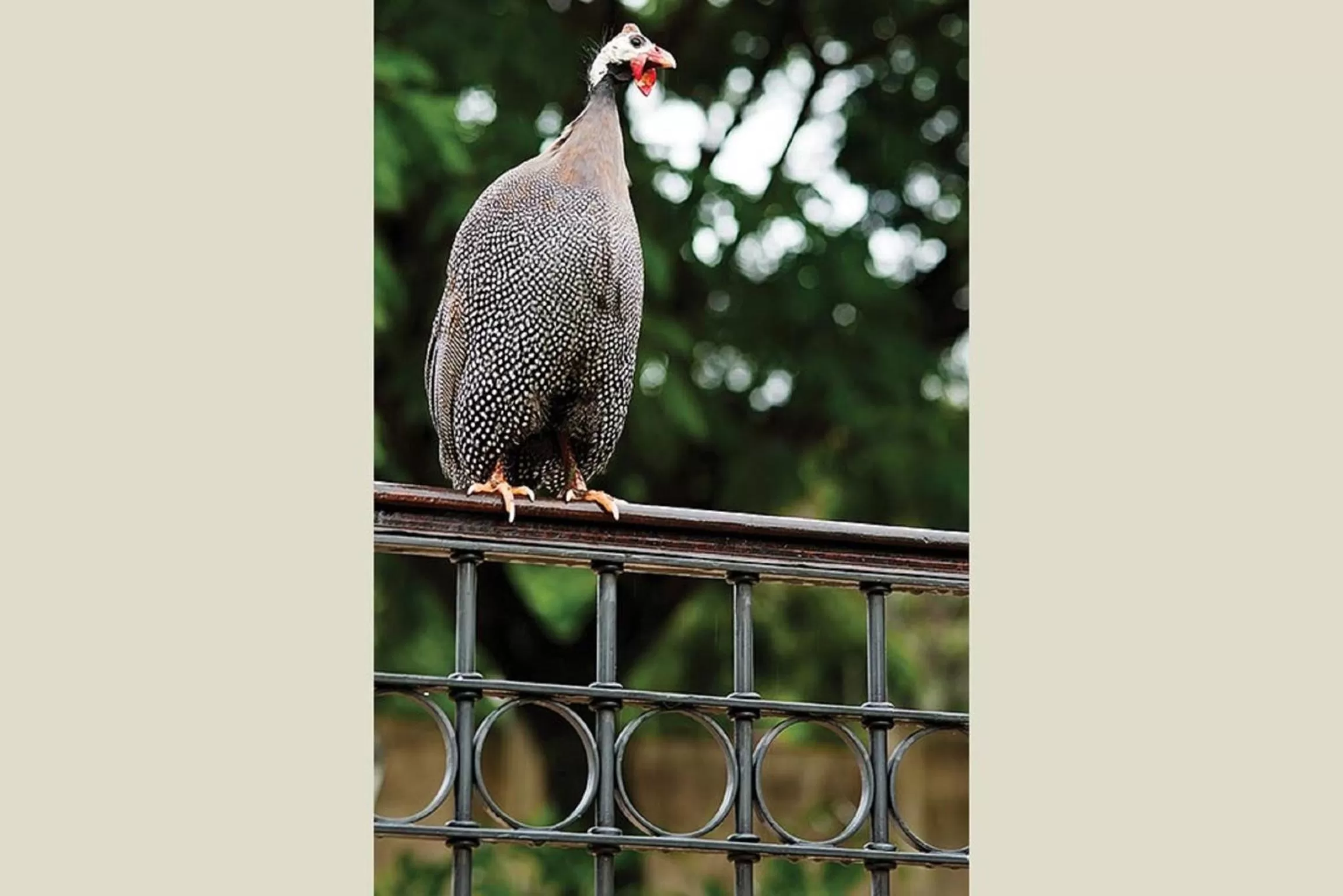 Garden in Vila Real Hotel