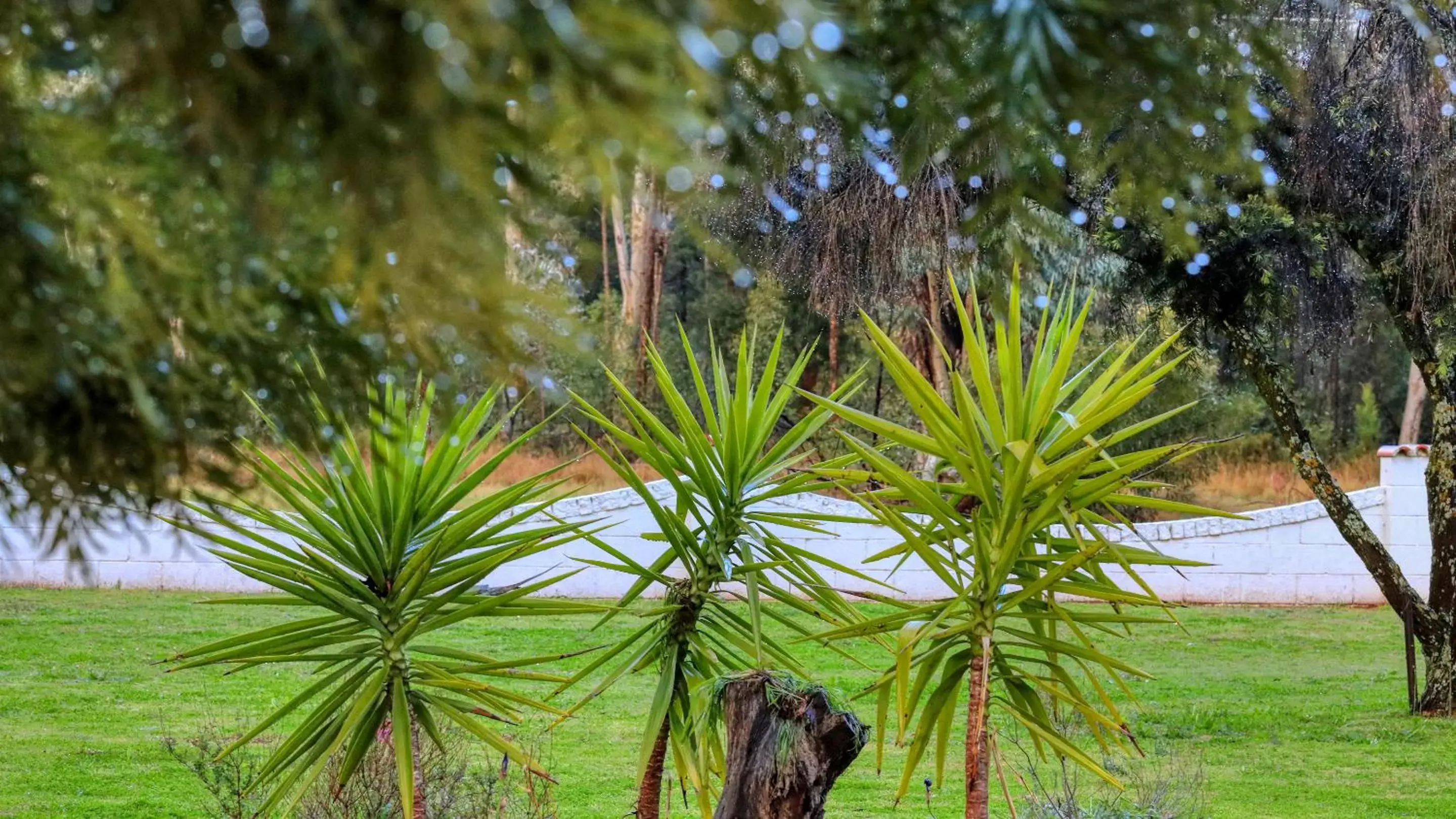 Garden in Azalea Motel