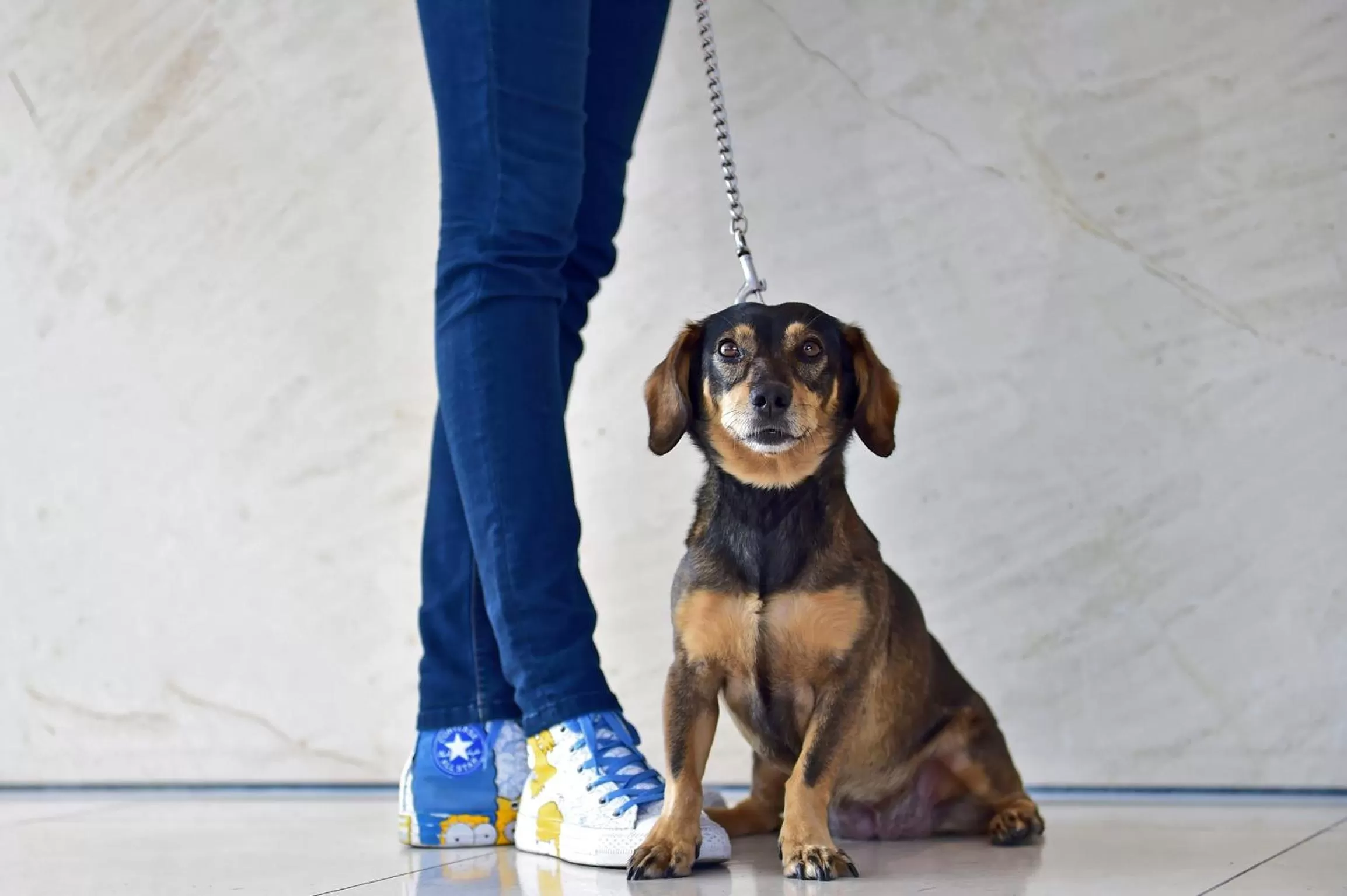 Pets in Pestana Berlin Tiergarten