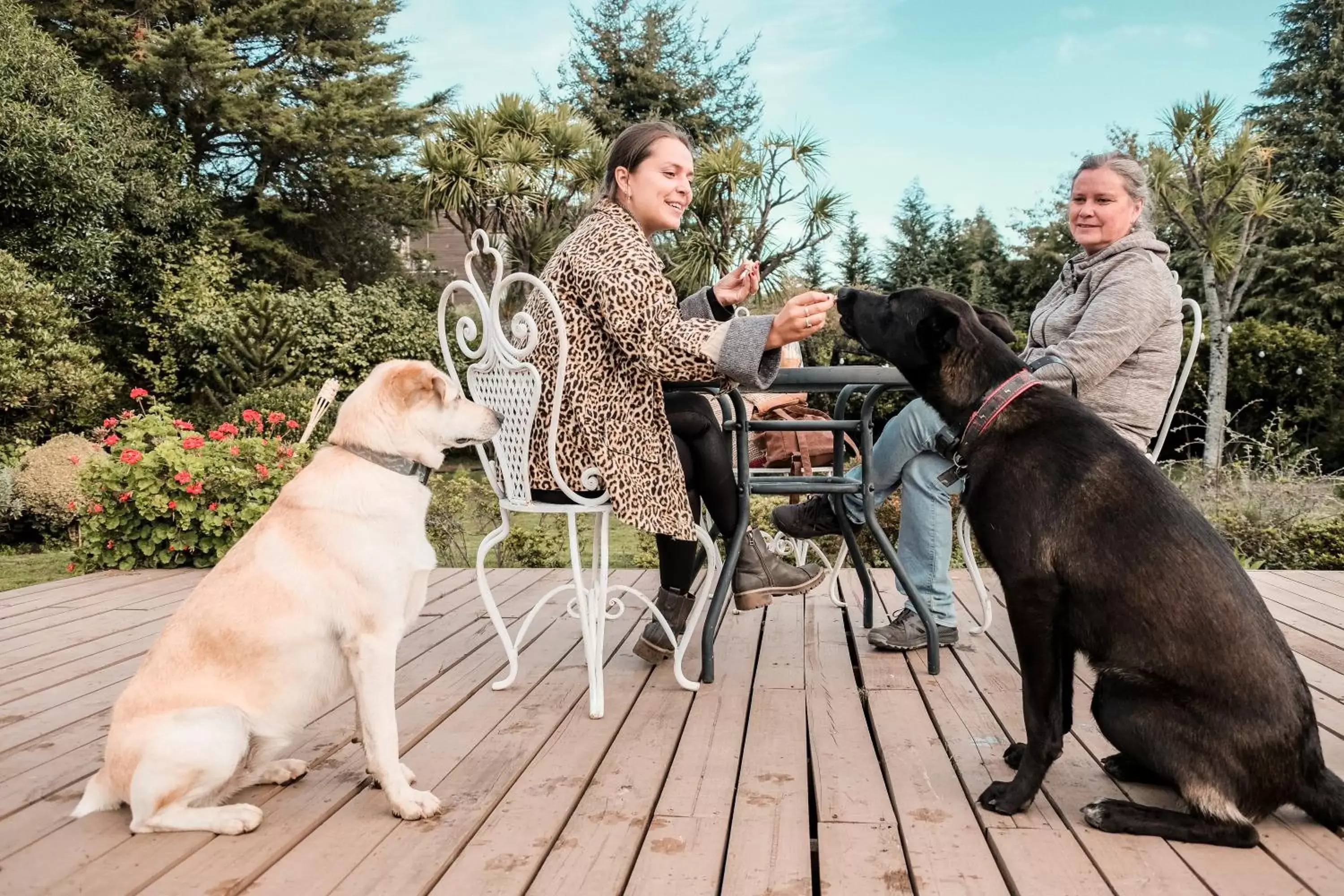 People, Pets in Selina Plaza Pucón