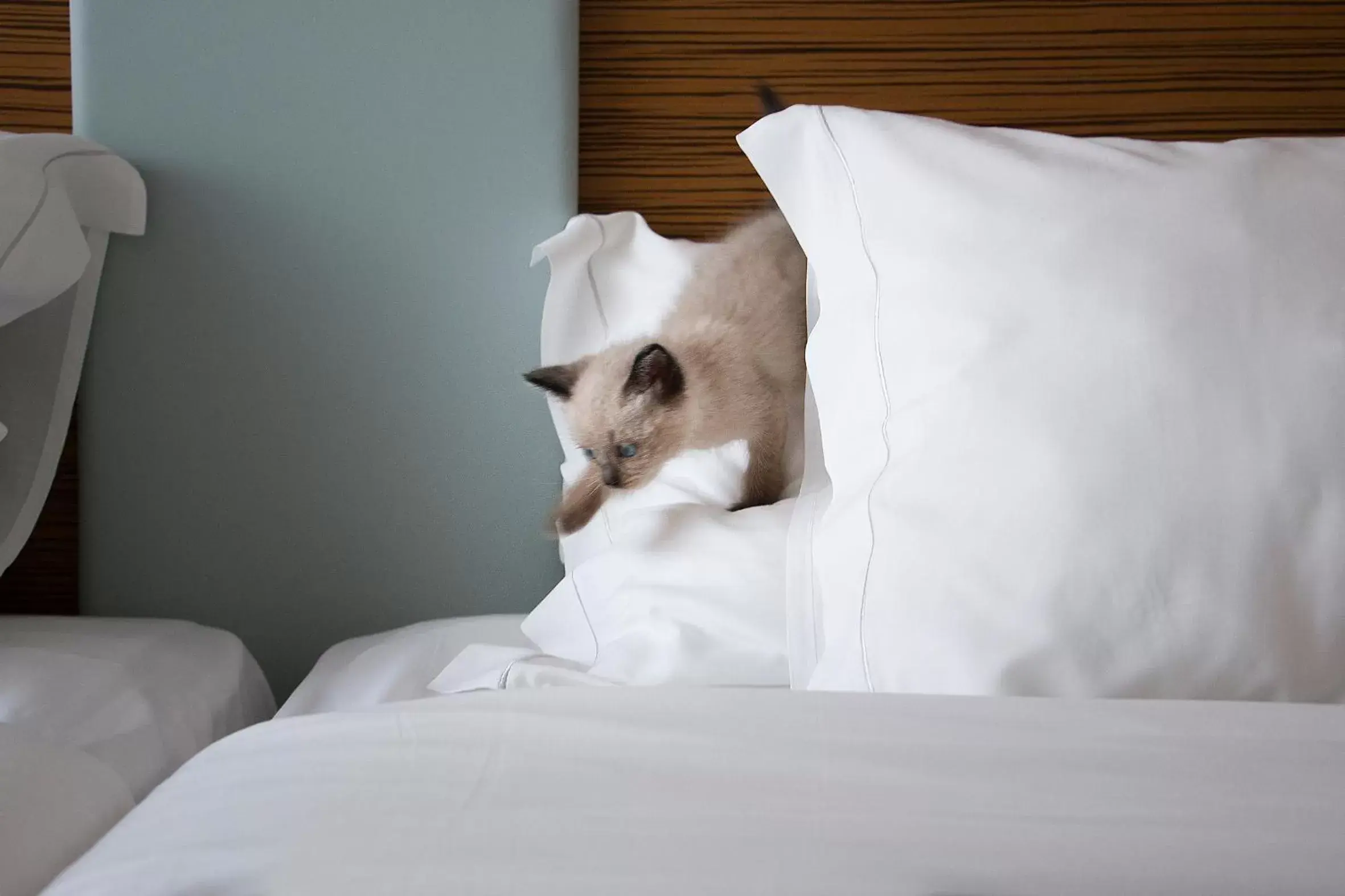Pets, Bed in Hotel Meira