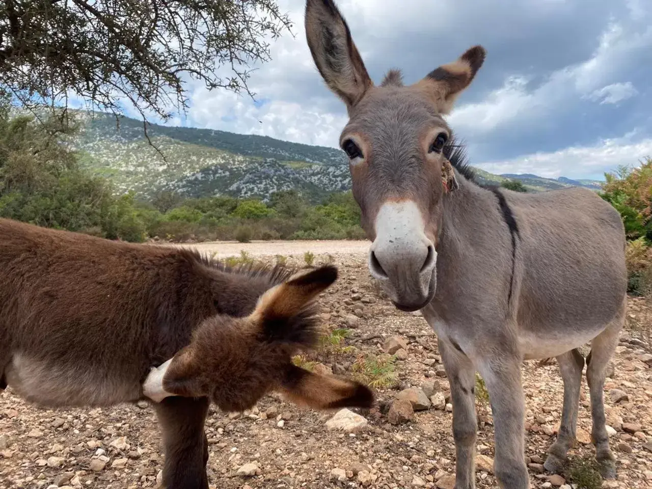 Other, Other Animals in Al Vicoletto - Genuine Hospitality