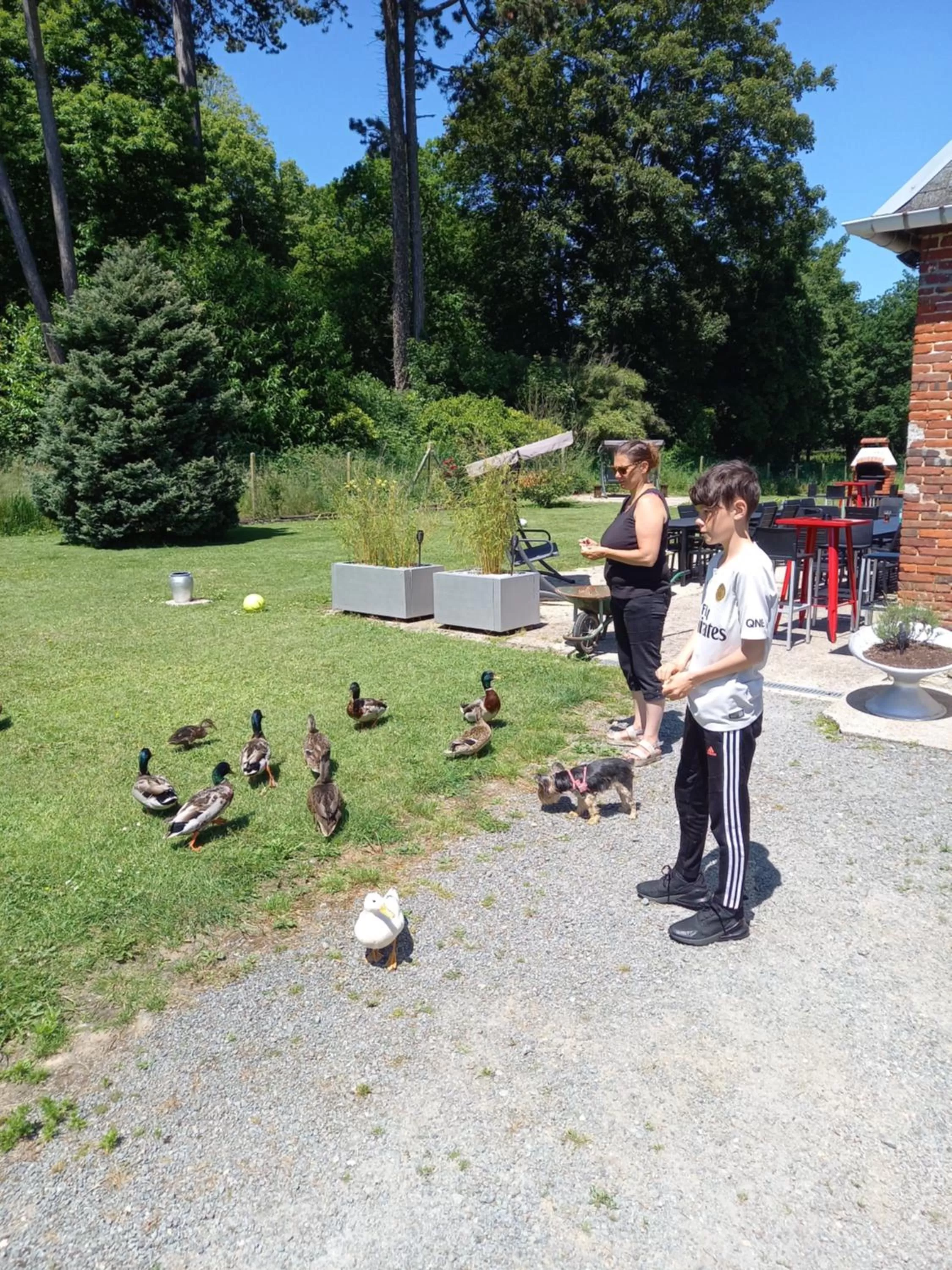 Pets in chambres et gites d'étretat