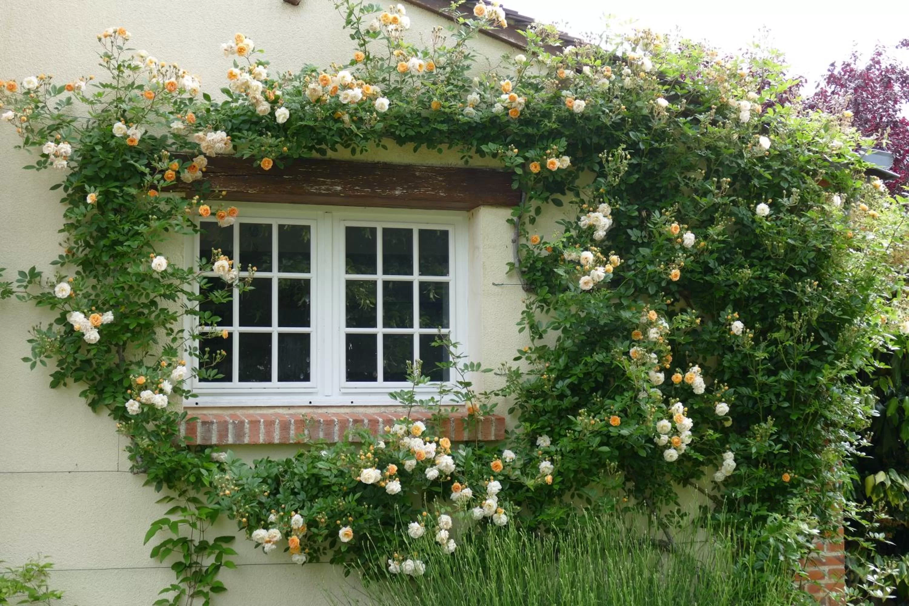 Garden, Property Building in Le Clos des Perraudières