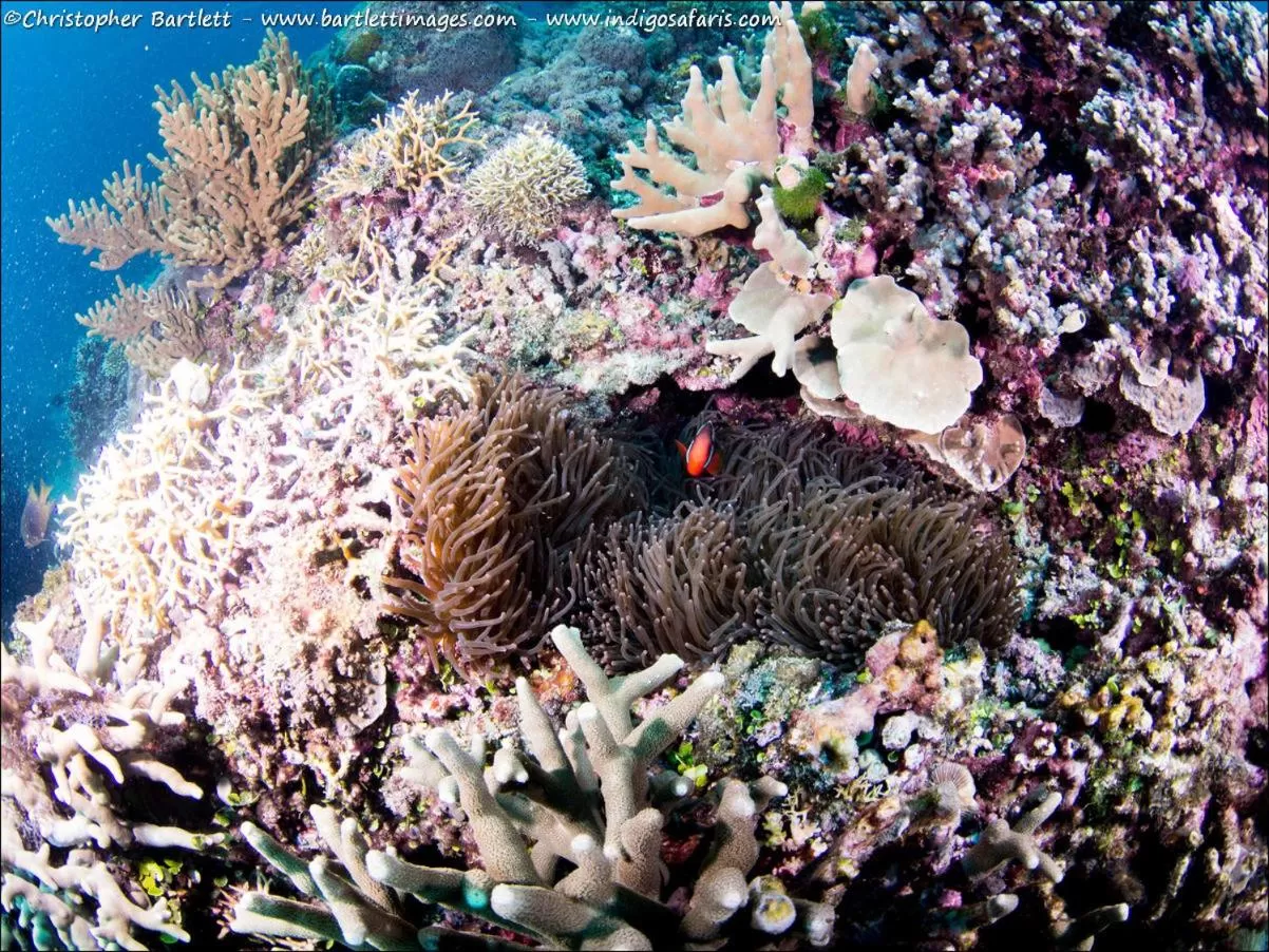 Diving in Punta Bulata White Beach Resort & Spa