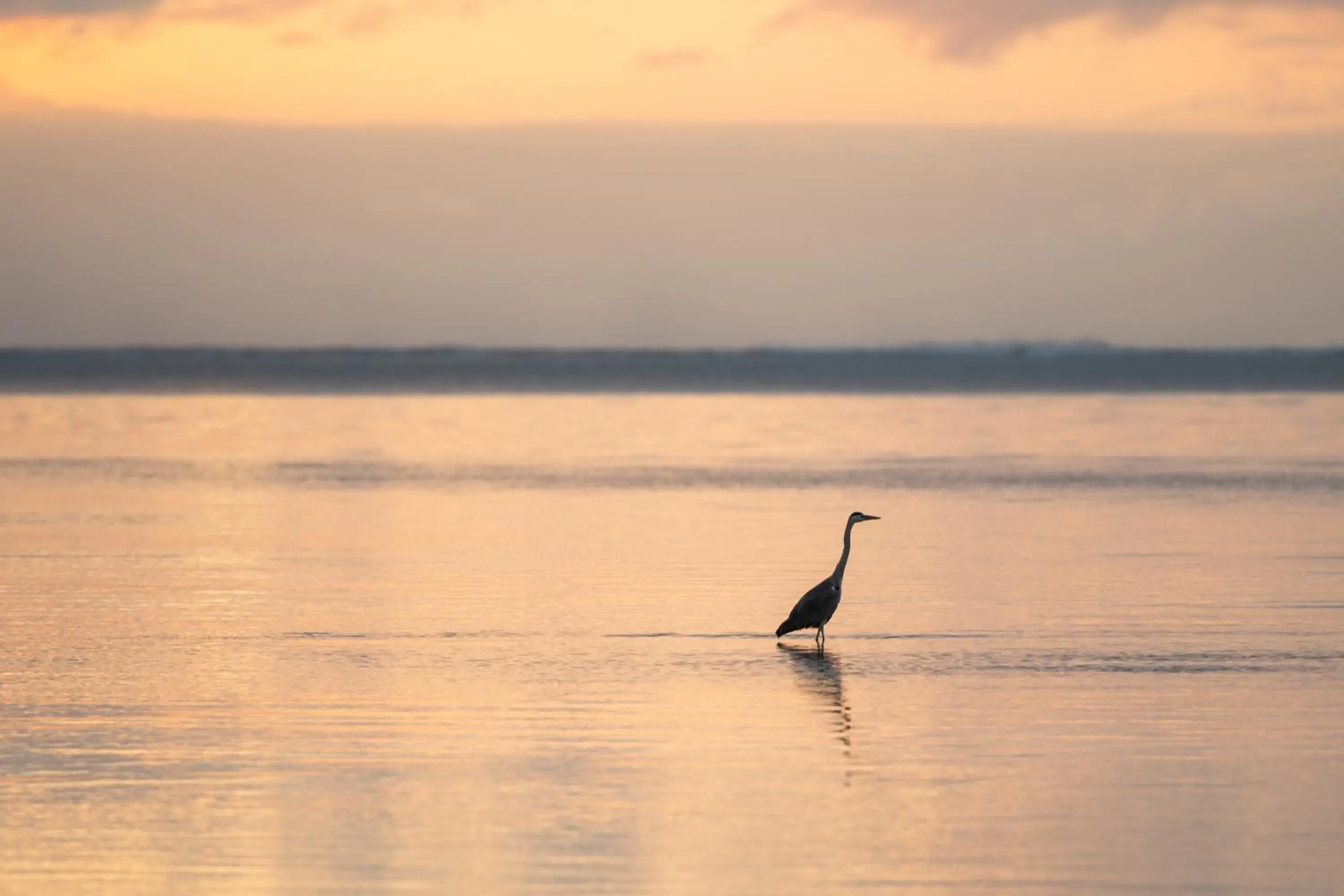 Natural landscape, Other Animals in Hakuna Majiwe Beach Lodge Zanzibar