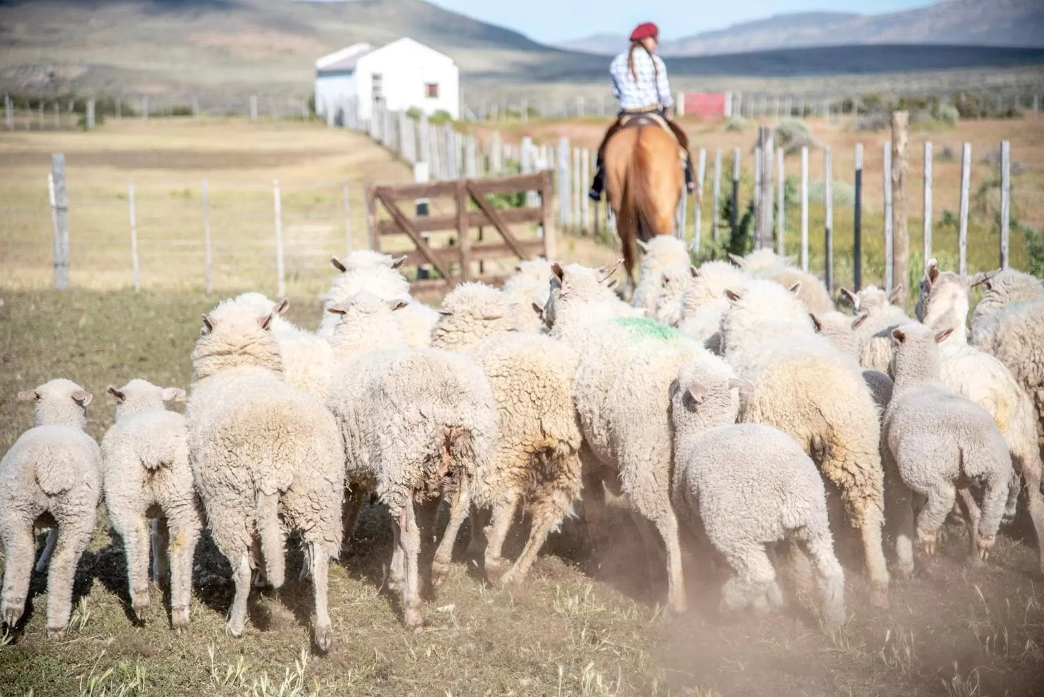 Other Animals in Hostería El Galpón Del Glaciar