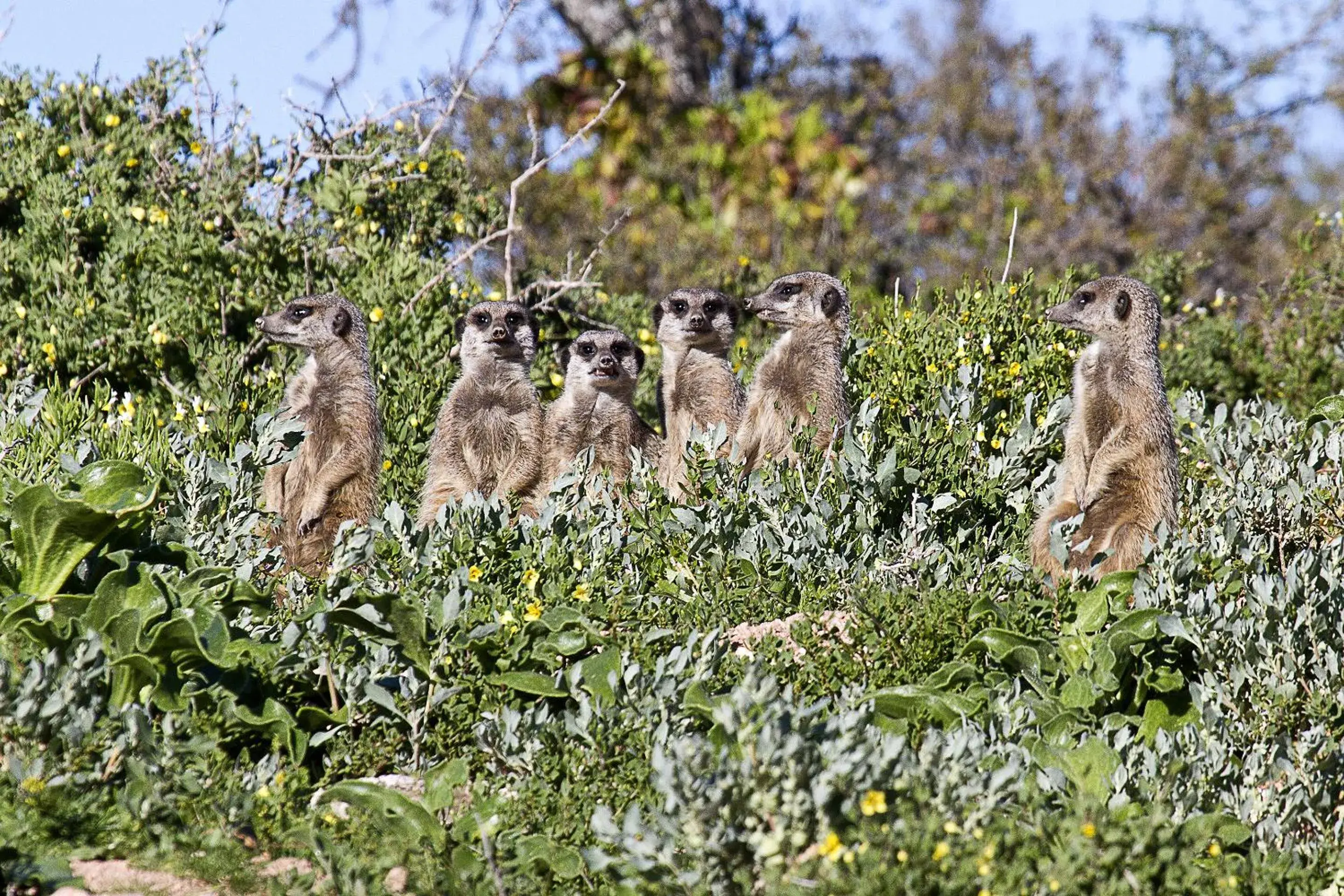 View (from property/room), Other Animals in Buffelsdrift Game Lodge