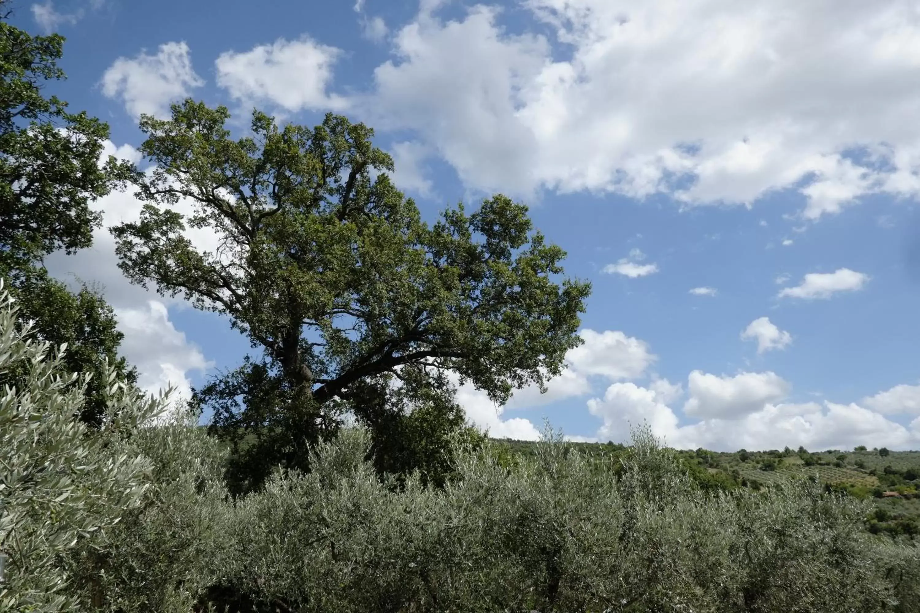 Natural landscape in La Quercetta