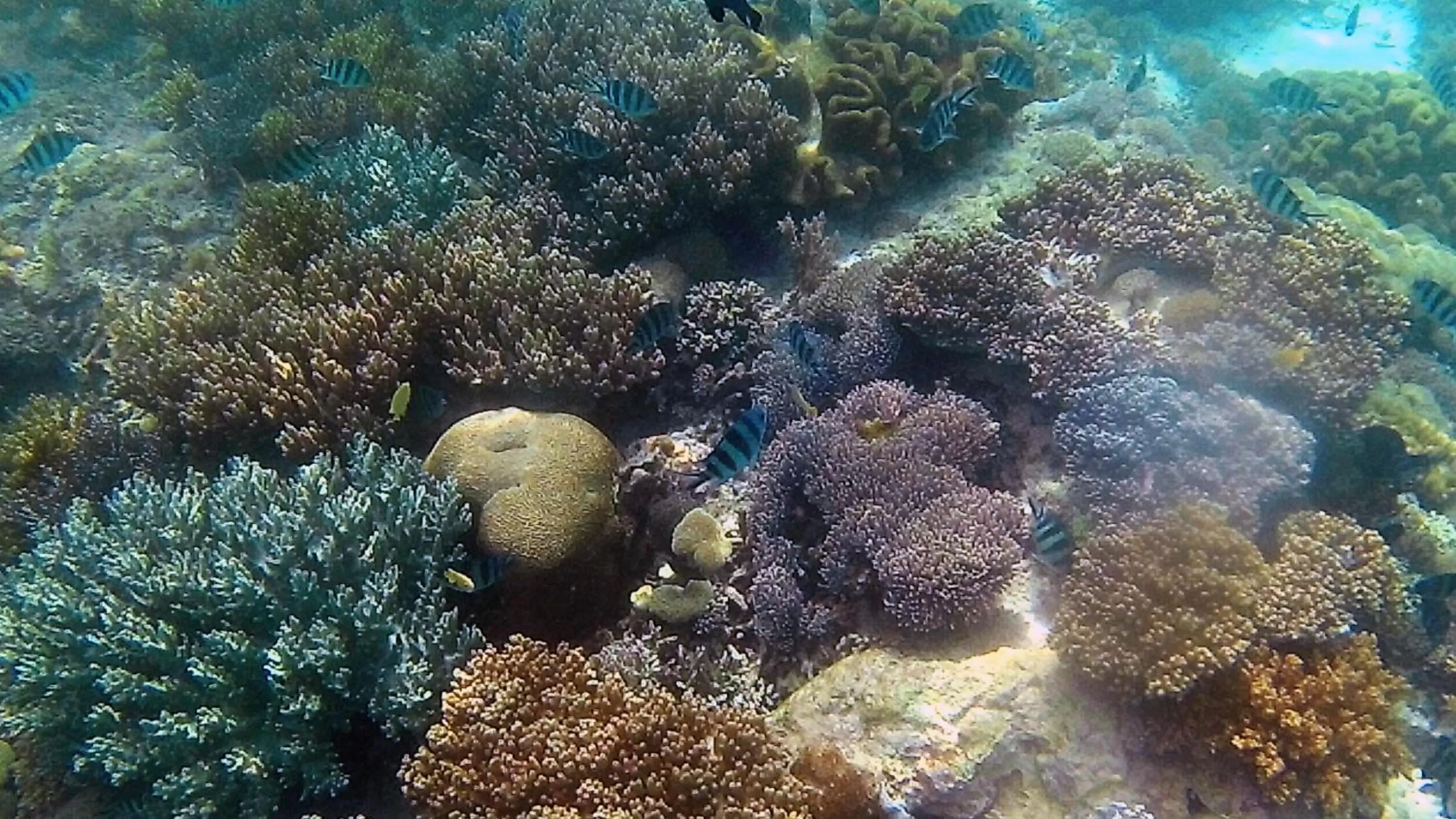 Aqua park in Sylvia Hotel & Resort Komodo