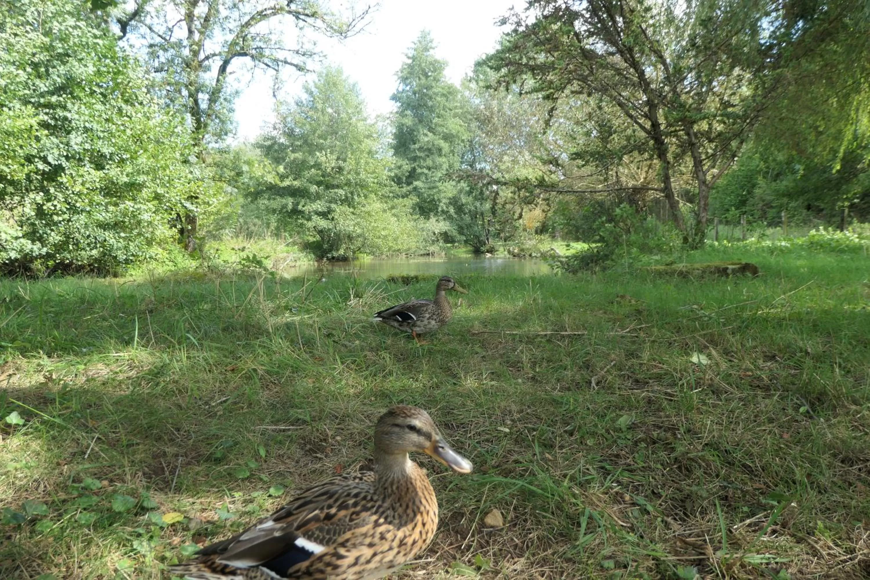 River view, Other Animals in Le Moulin Aux Ecrevisses
