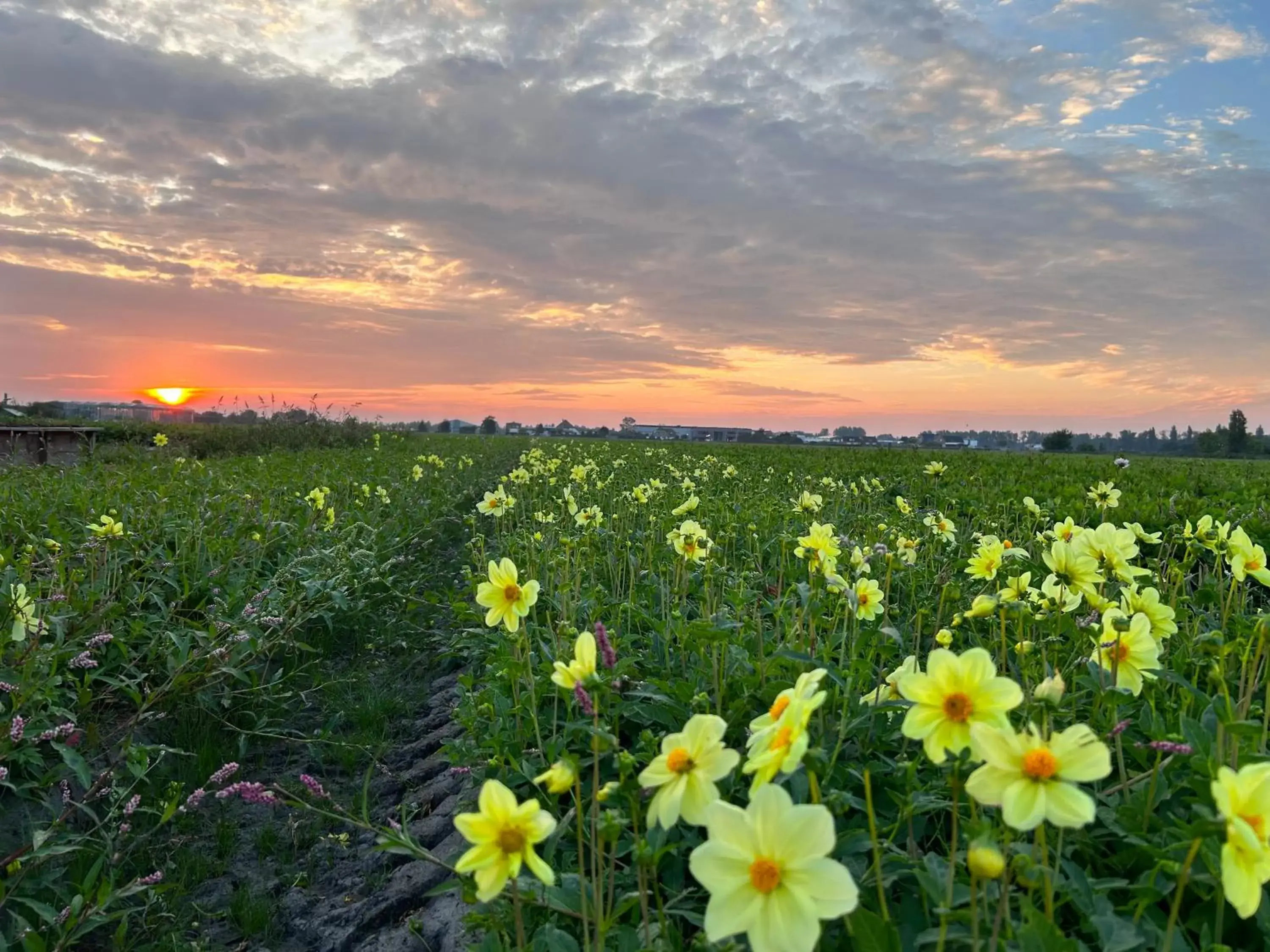 Natural landscape in Blossombed