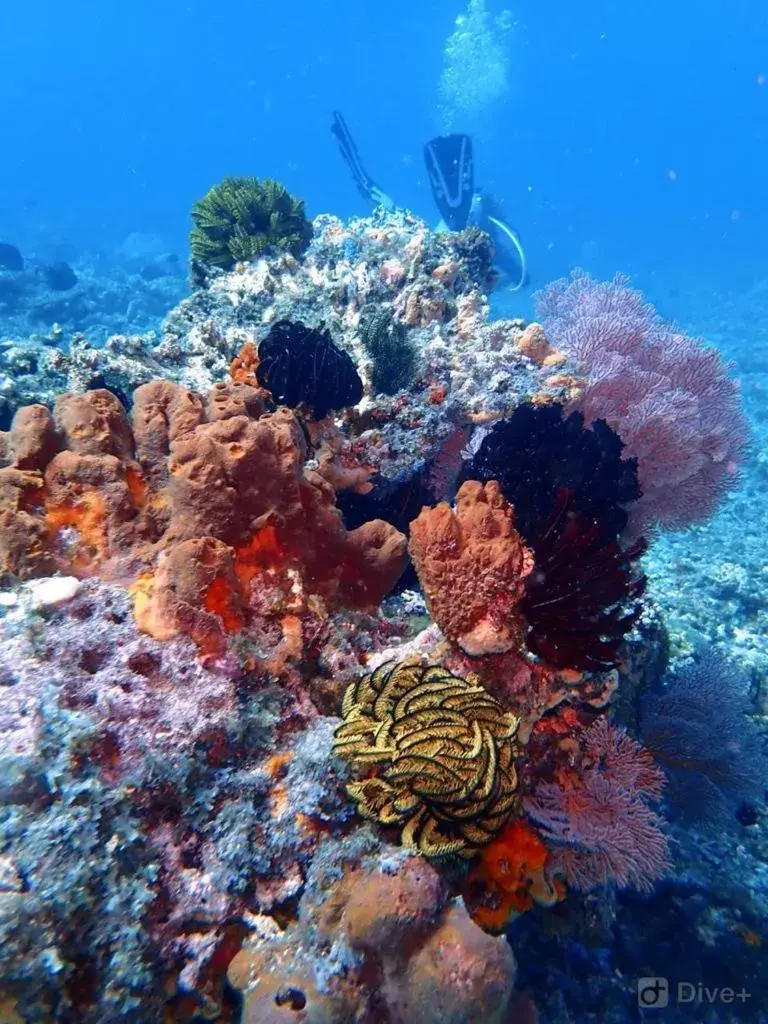 Other Animals in Oceans 5 Dive Resort