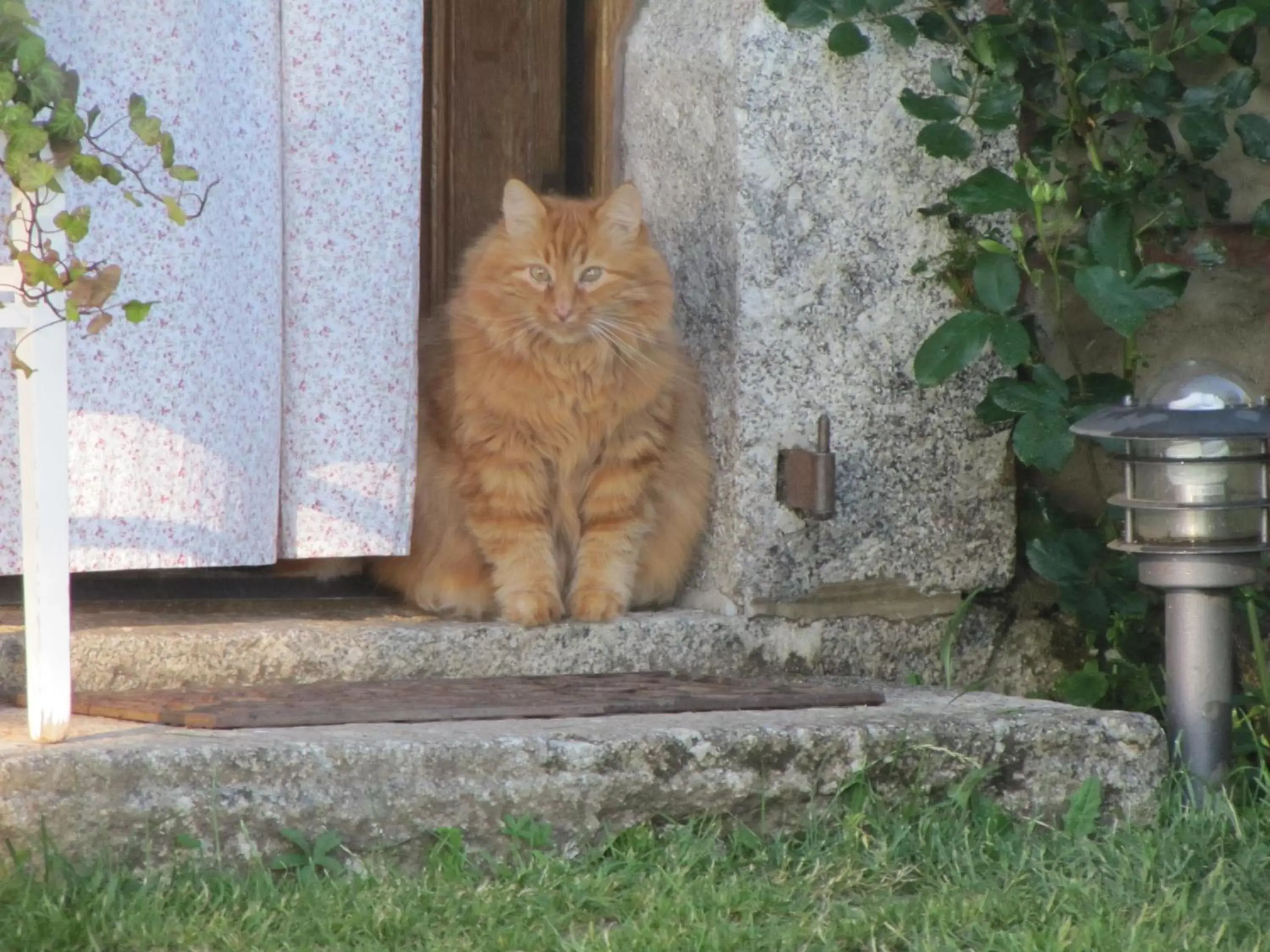 Pets in chambre d'hôtes Paulette et Pépin