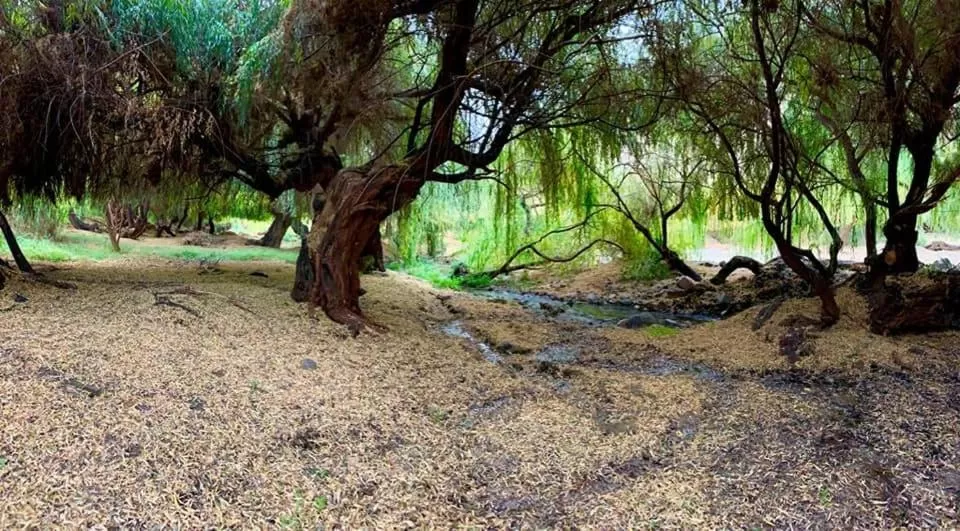 Beach in Glamping Miraflores