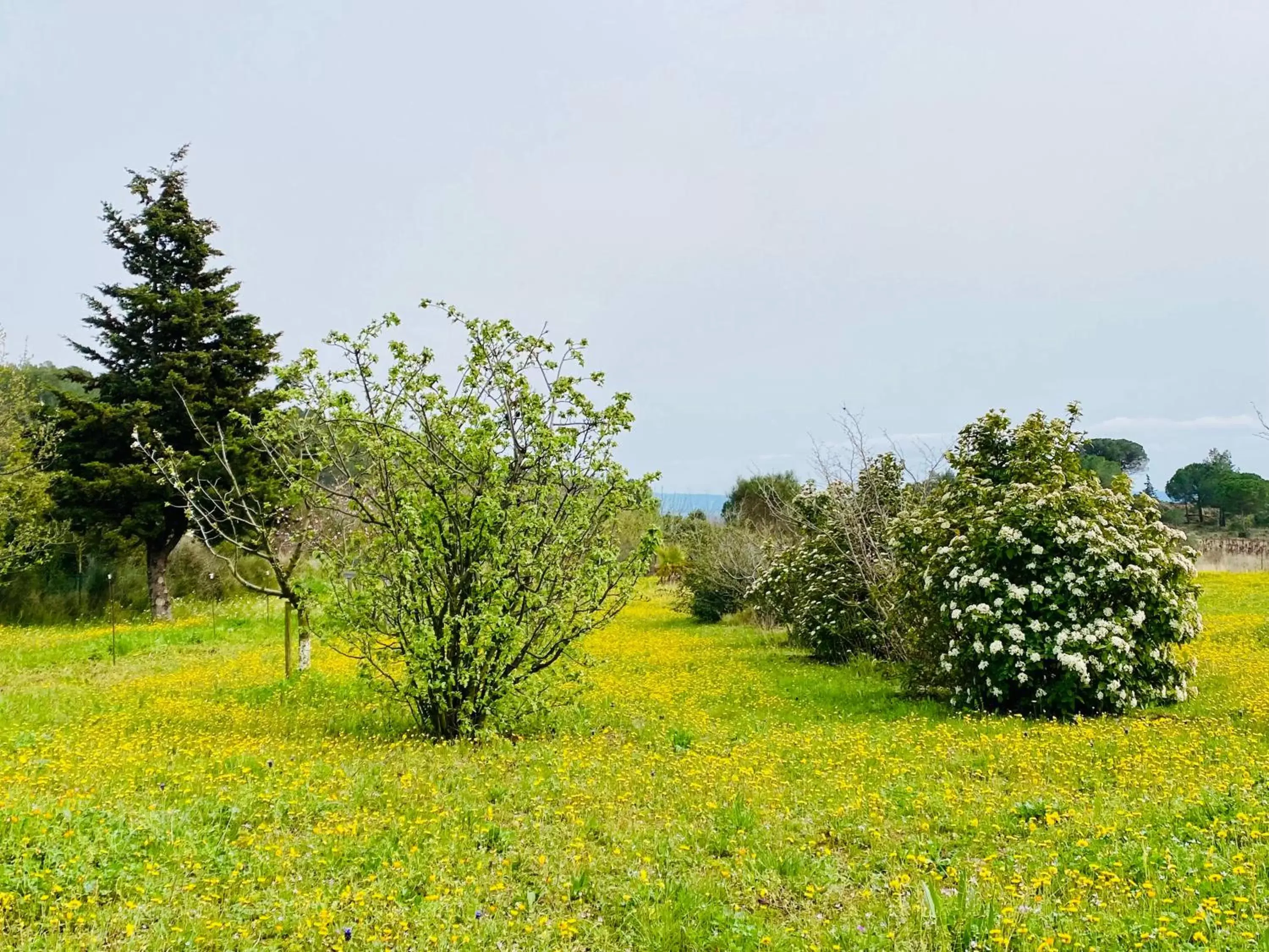 Garden in Mas des Tournevents