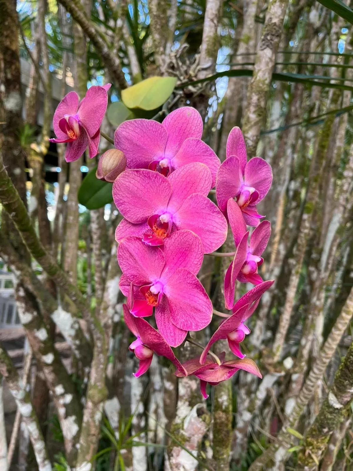 Garden in Les Gîtes de la Lézarde
