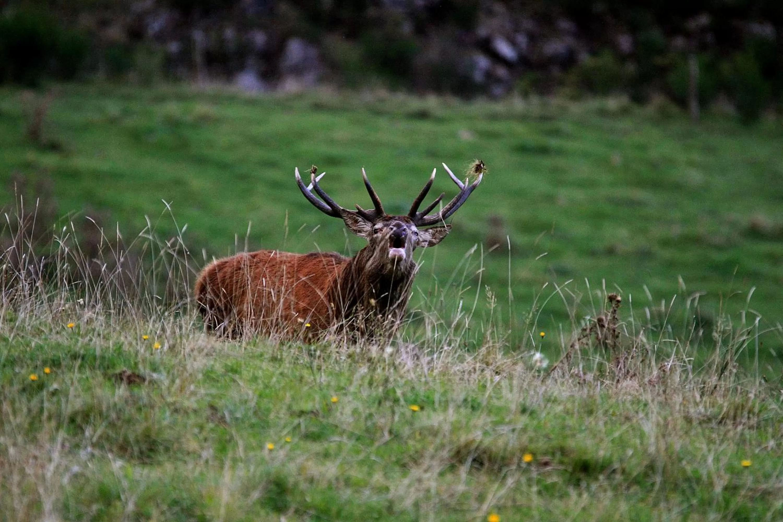 Other, Other Animals in L'Estapade des Tourelons