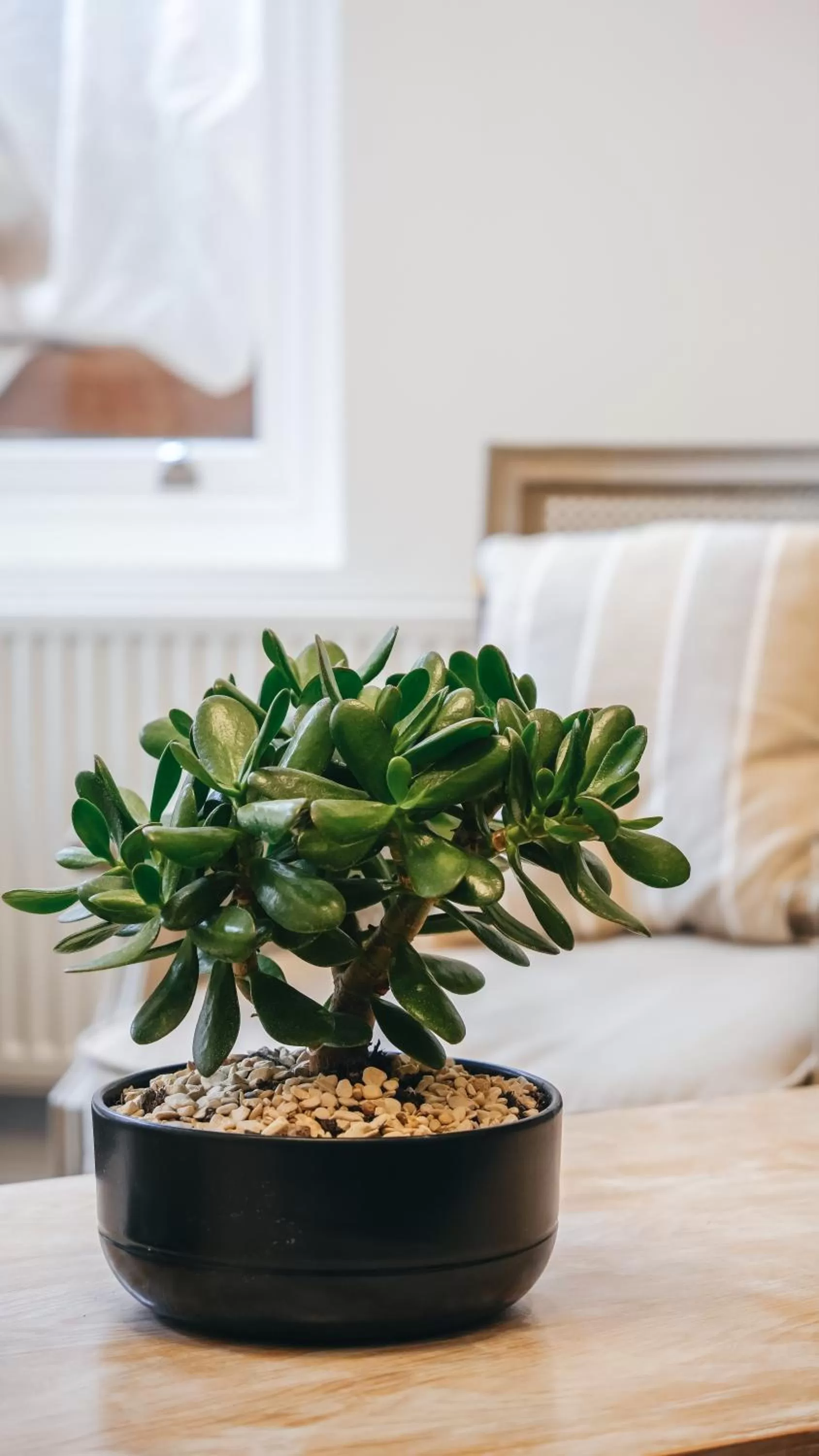 The Avonmore Olympia