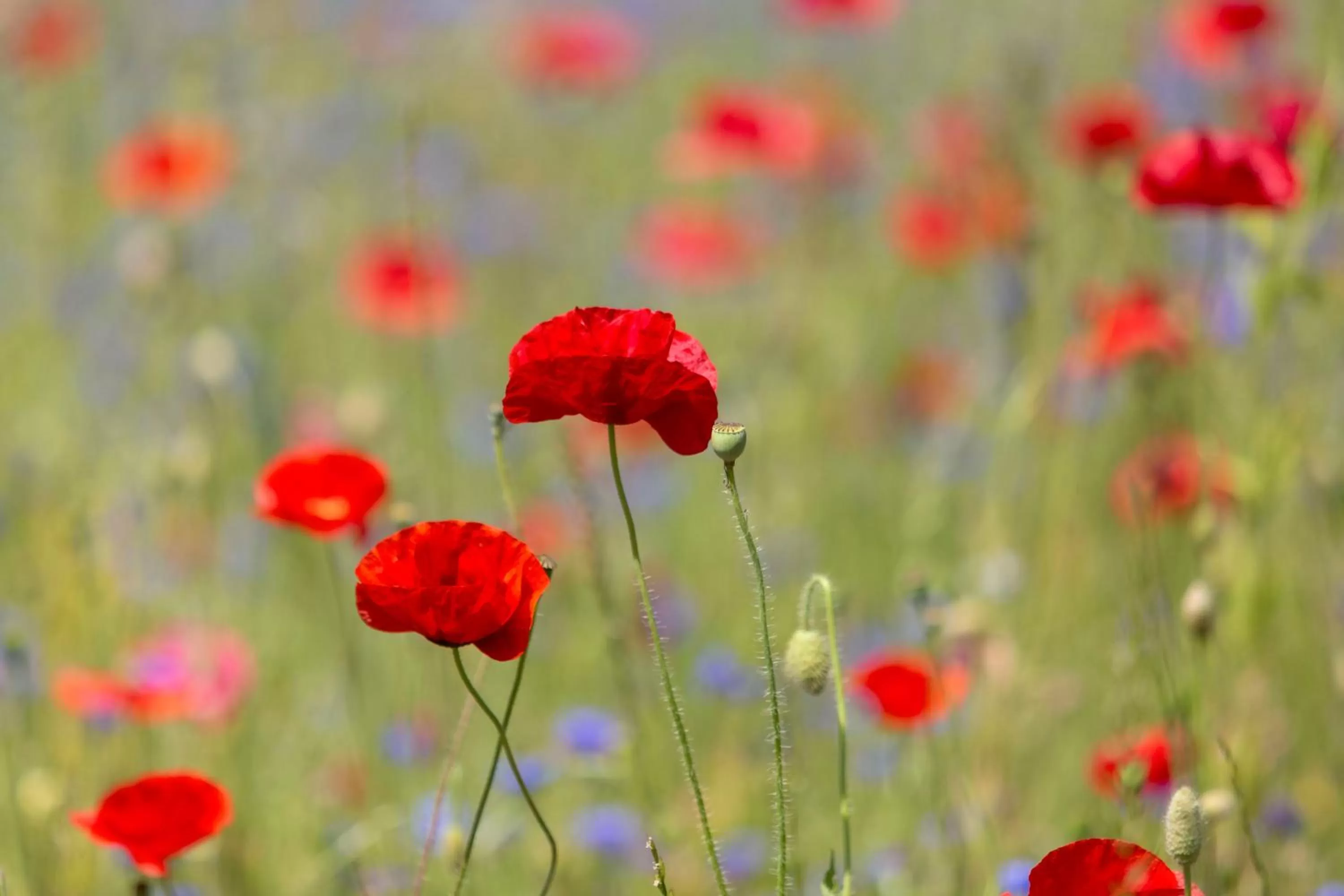 Other Animals in Strandhotel Löchnerhaus