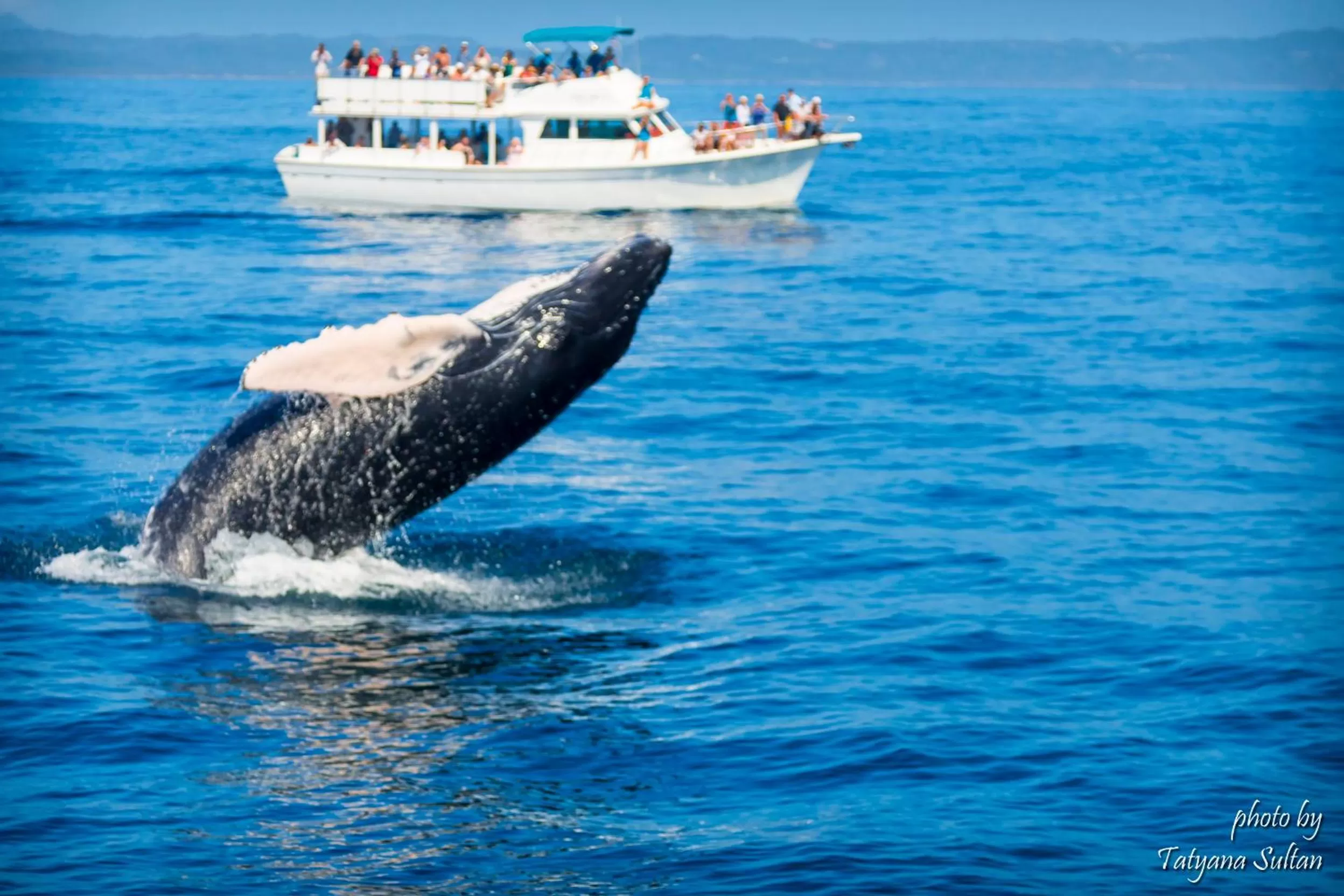 Animals in Flor del Mar Condo Punta Cana Beachfront