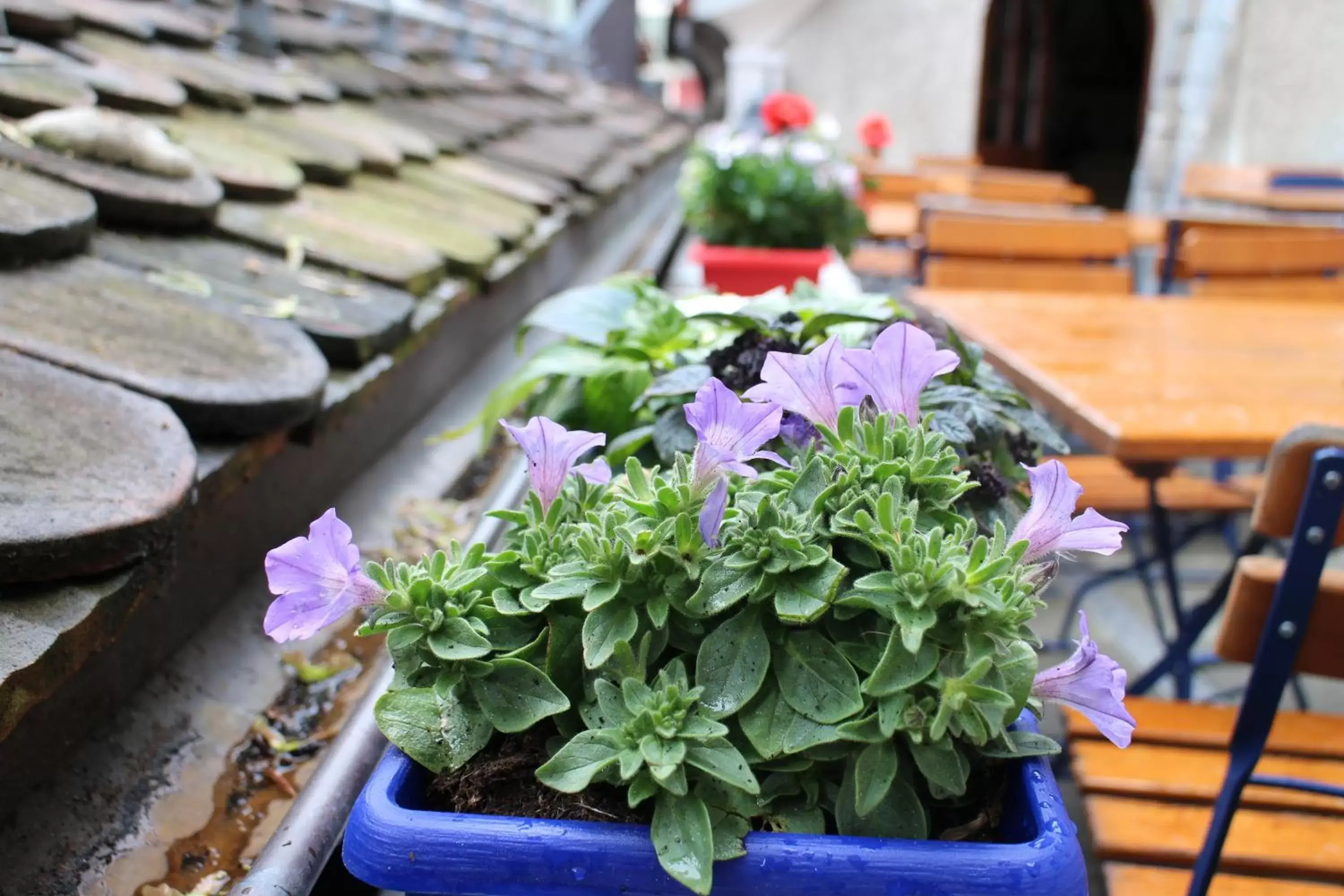 Balcony/Terrace in Zunfthaus zur Rebleuten