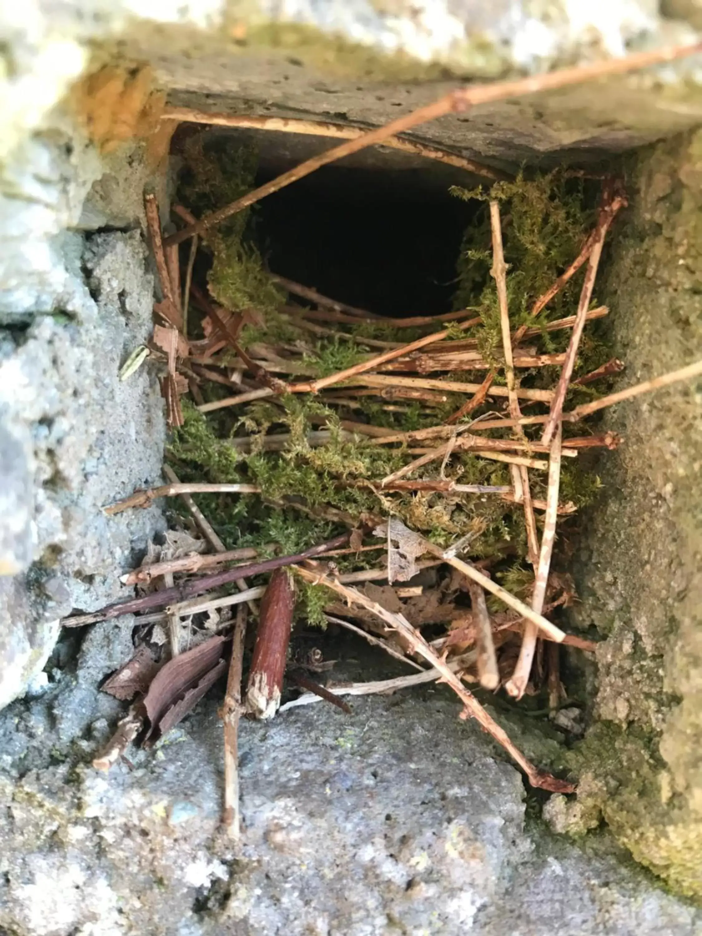 Animals, Other Animals in Heir Island House