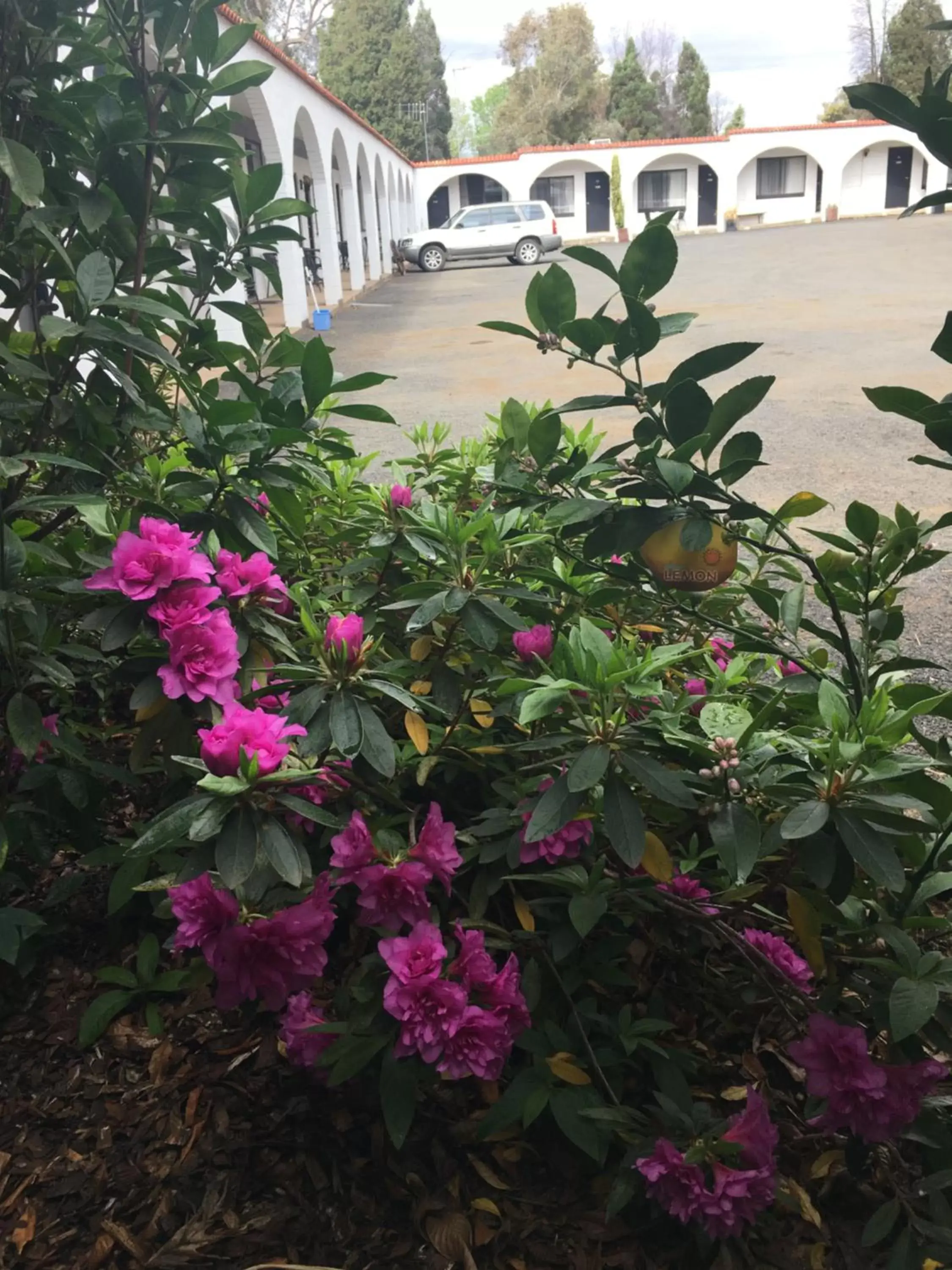 Garden in Azalea Motel