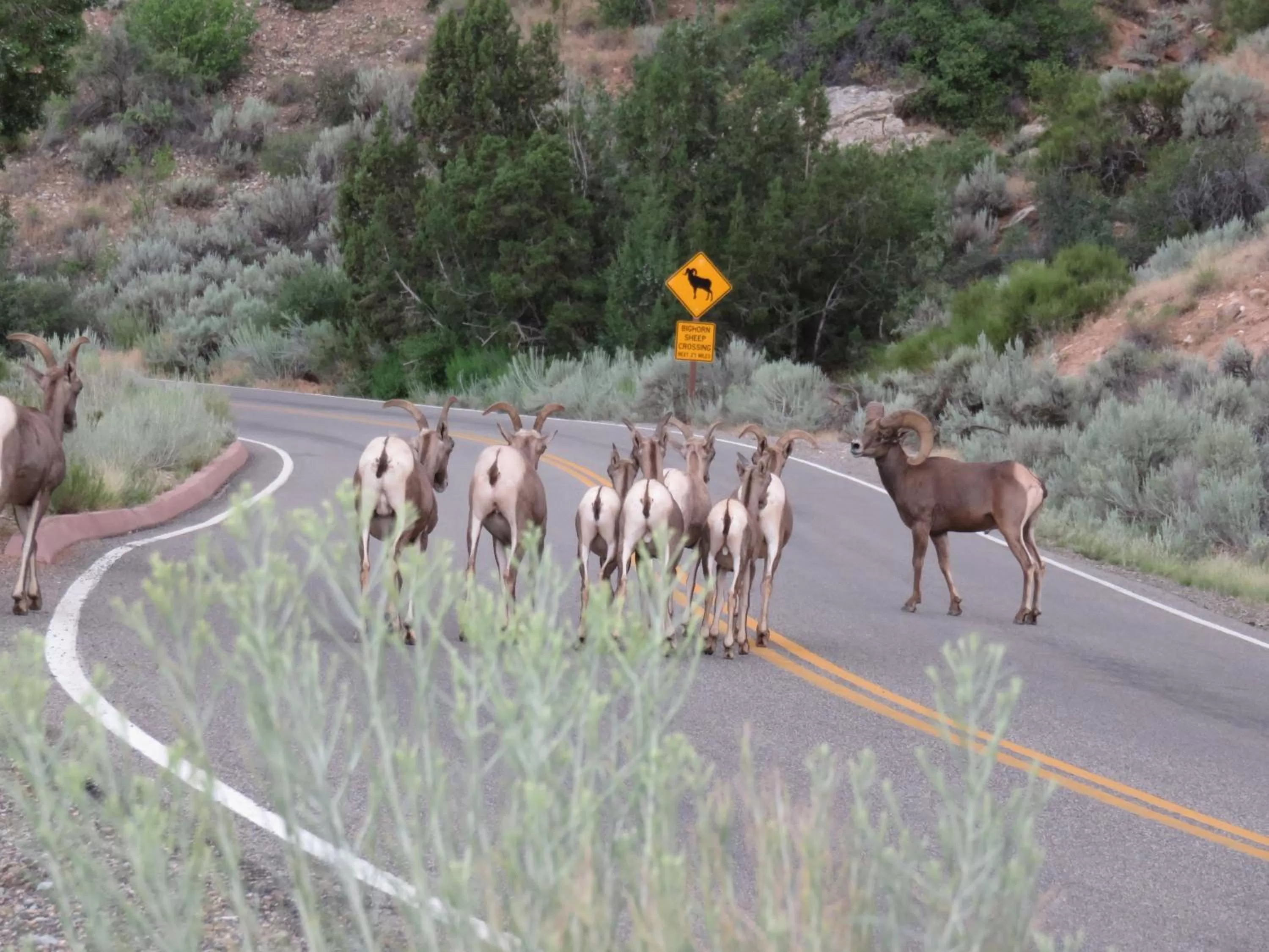 Off site, Other Animals in Mein Haus Bed & Breakfast