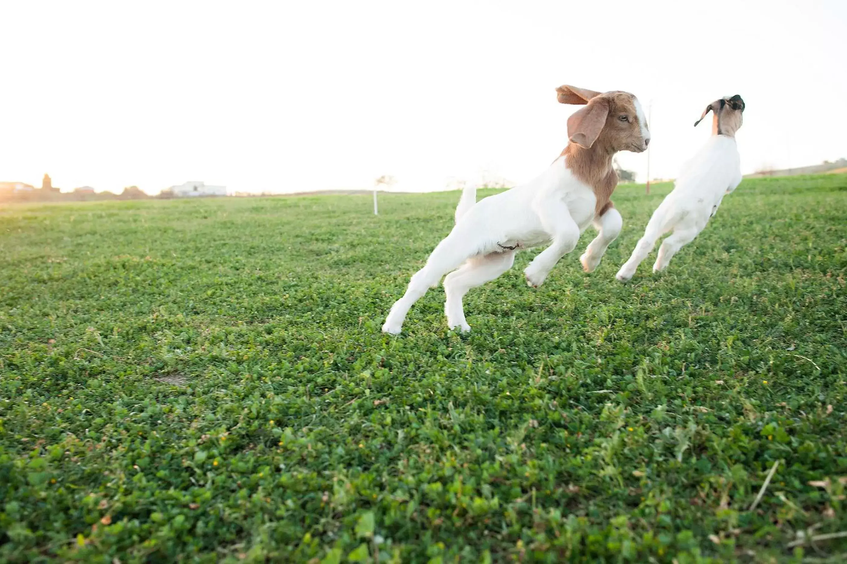 Pets in Rêves de Moutons