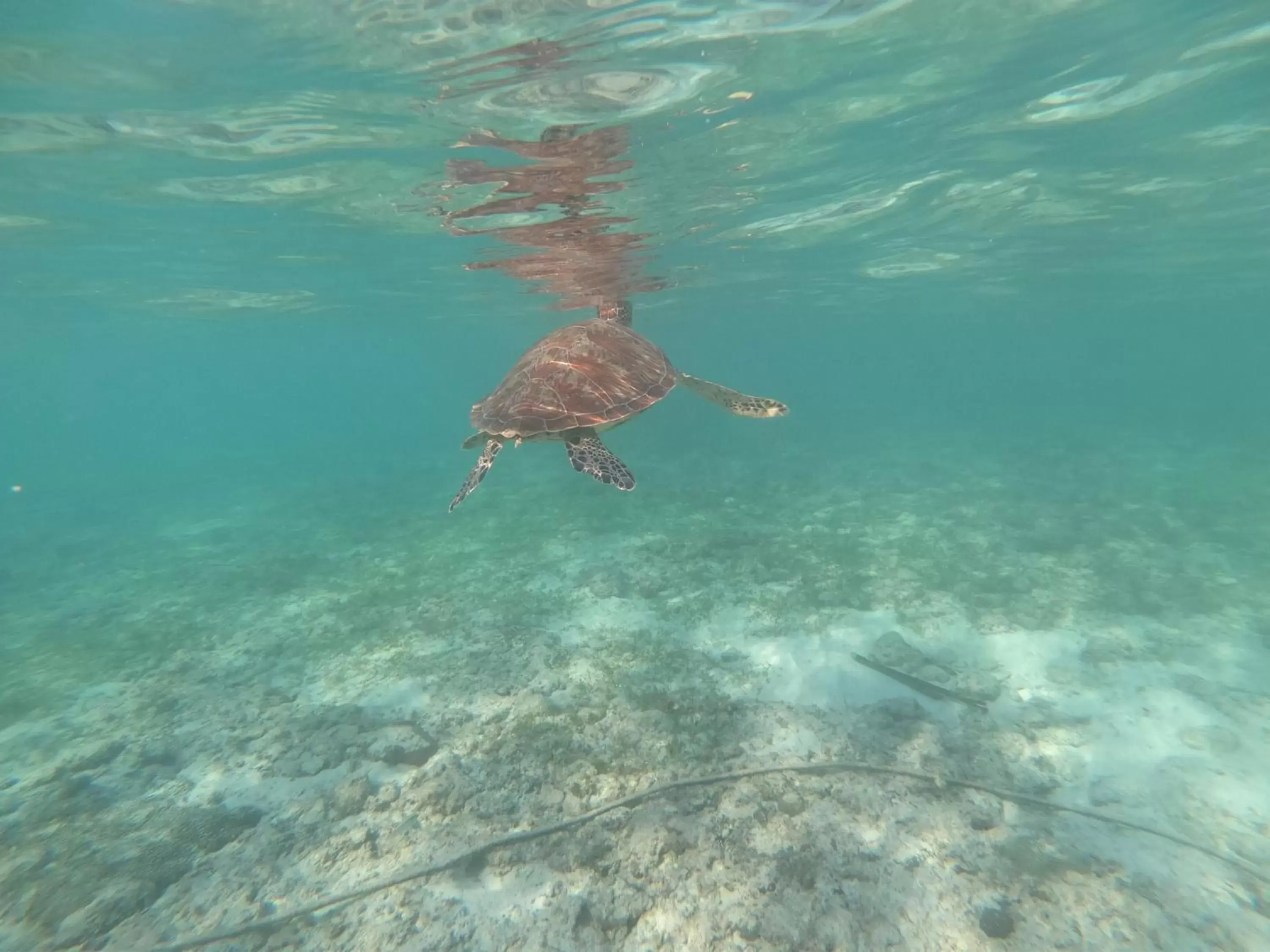 Snorkeling, Bird's-eye View in West Coast Beach House Snorkeling, Bird's-eye View in West Coast Beach House