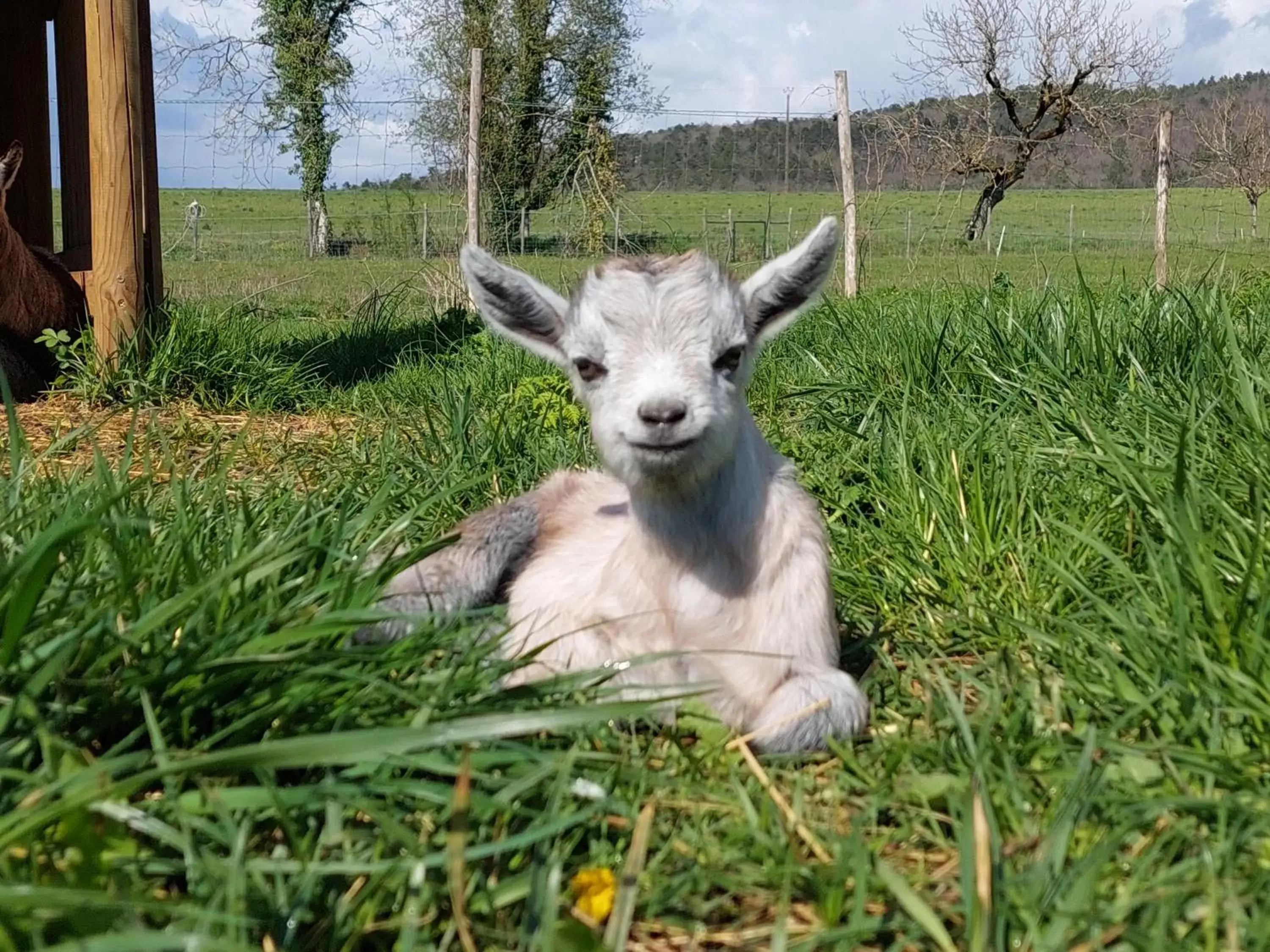 Animals, Pets in Ferme 4 étoiles avec piscine chauffée