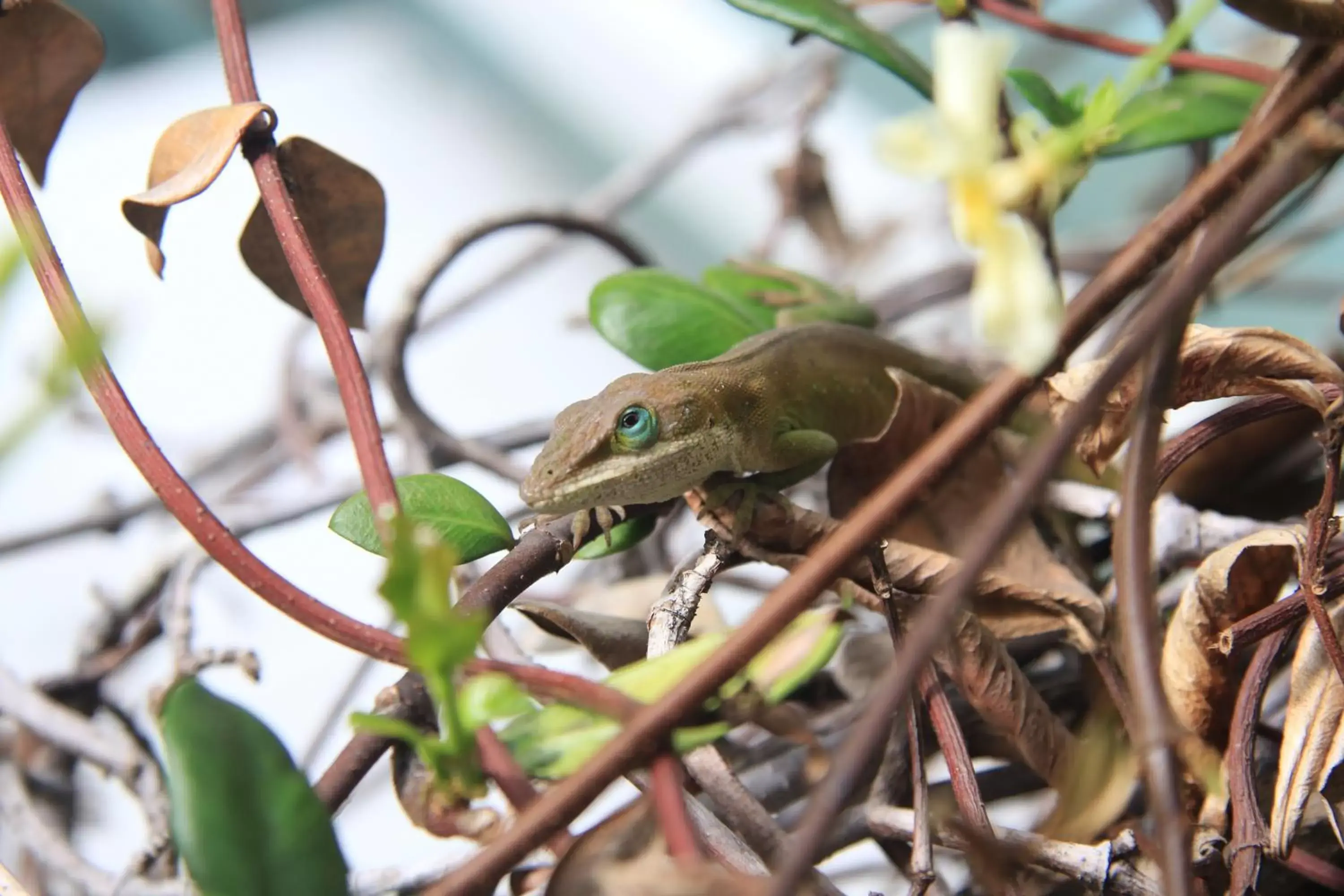 Animals, Other Animals in Hale-Hoola B & B