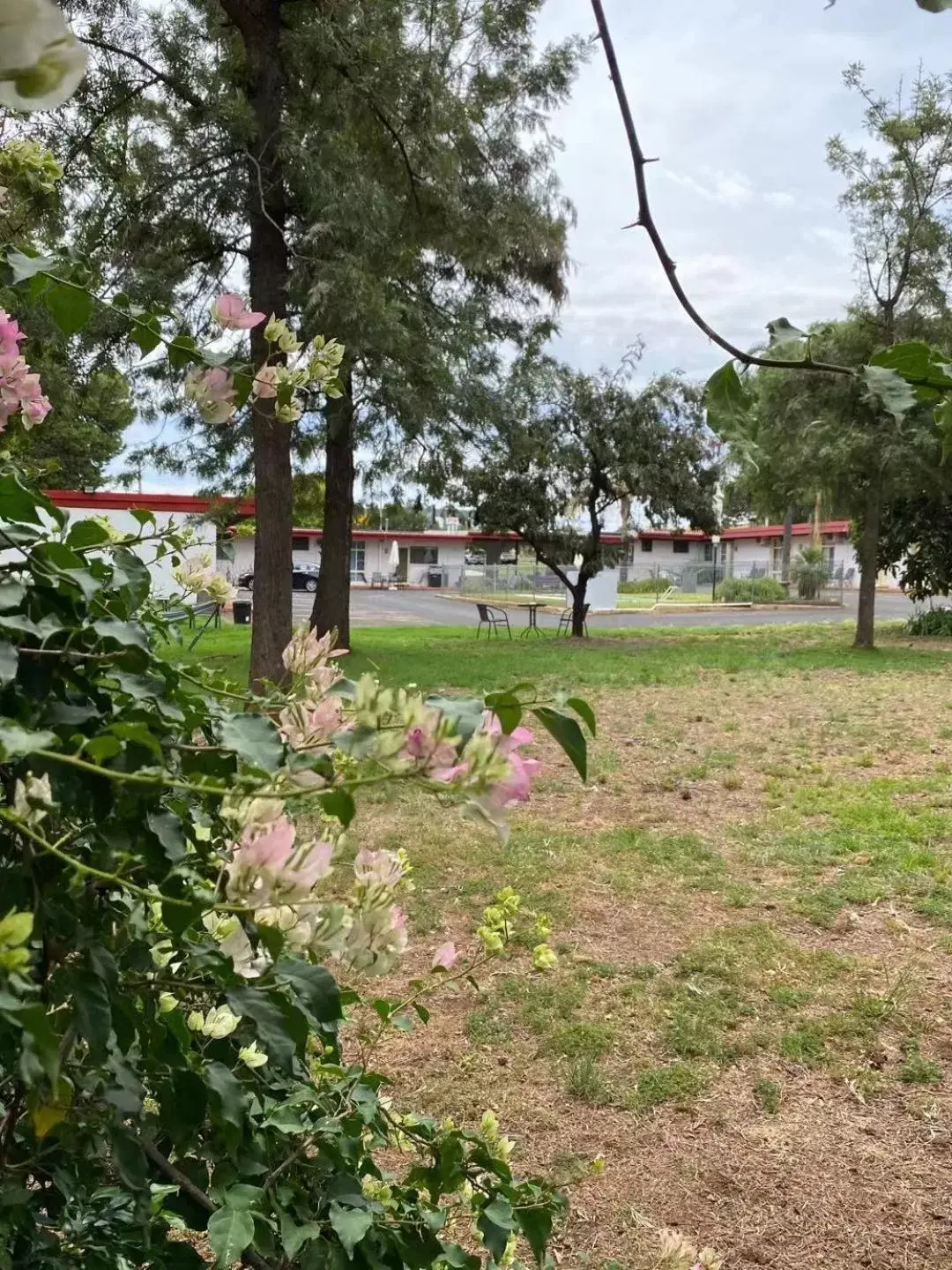 Garden in Apollo Motel Parkes