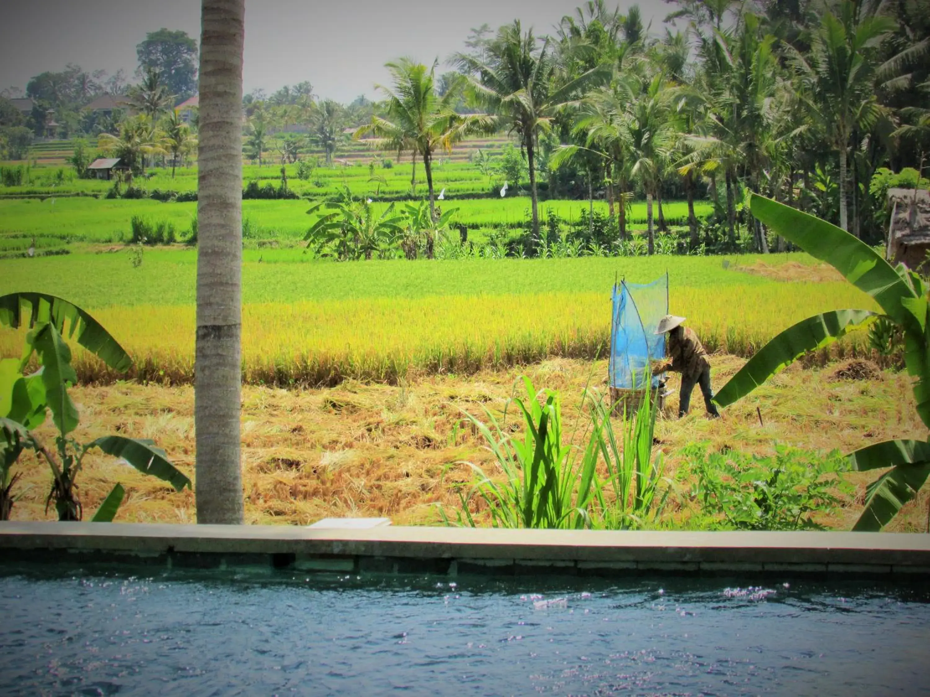 Swimming pool in Temuku Villas Ubud - CHSE Certified