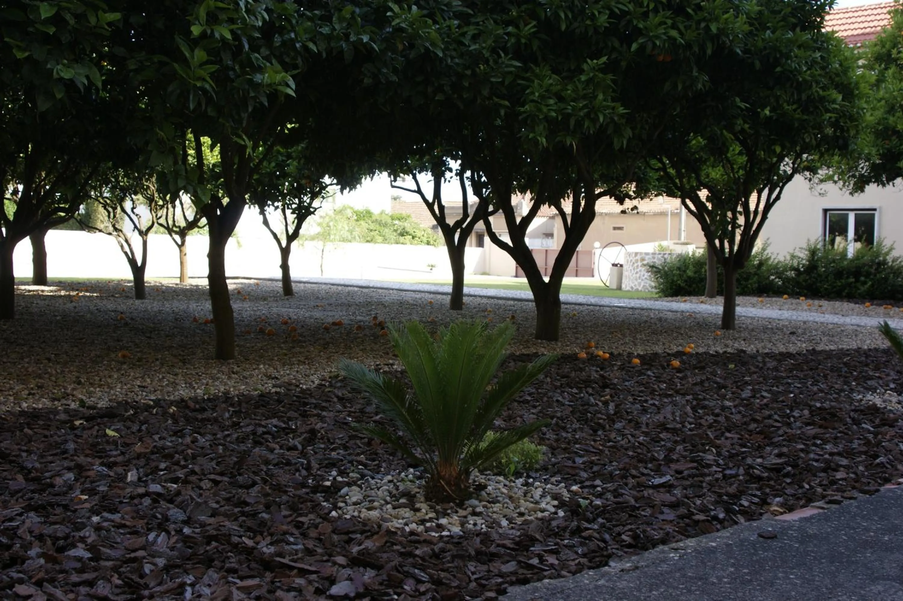 Garden in Hotel Comendador